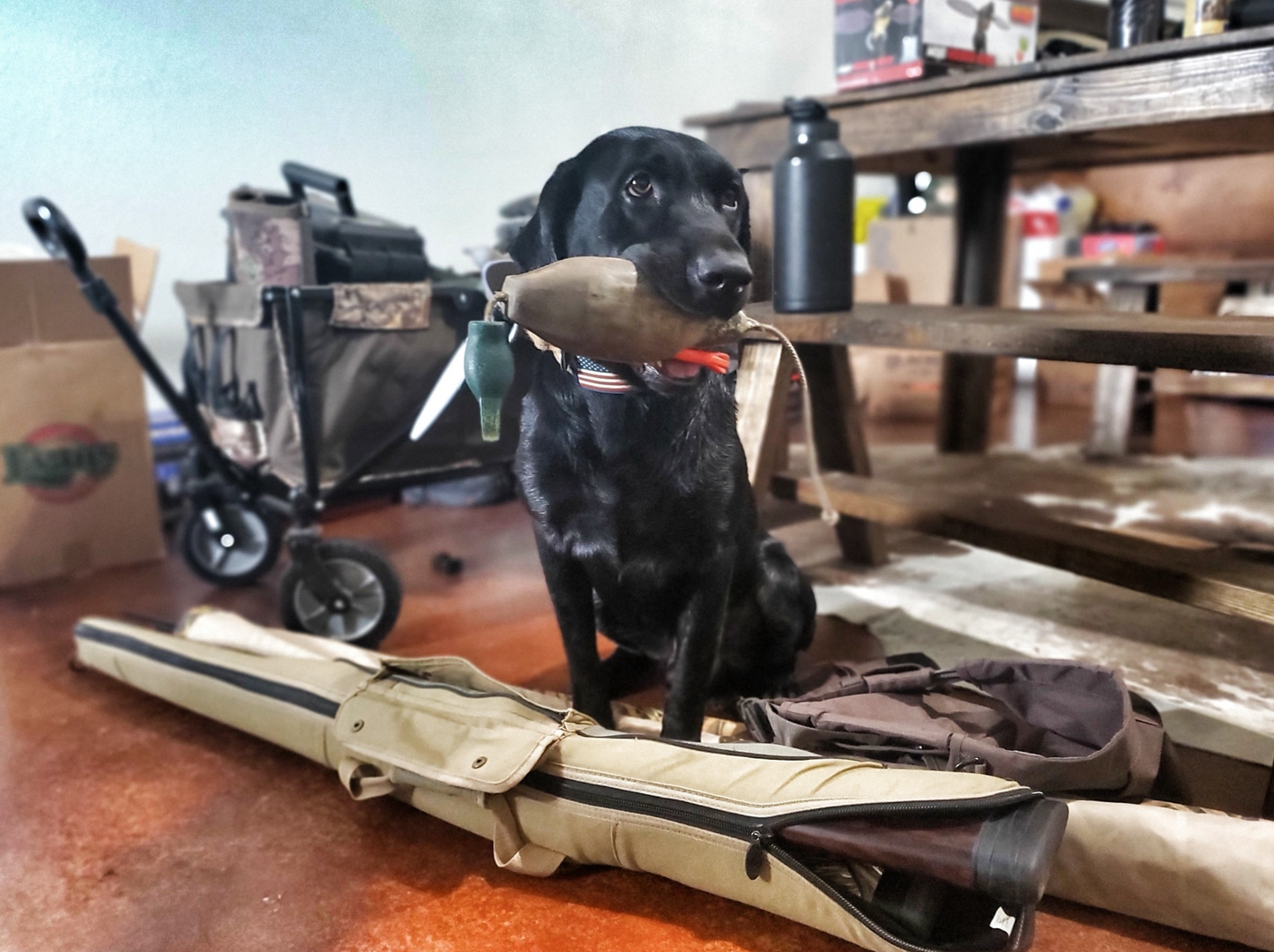 Started Gun Dog - 12 Week Program