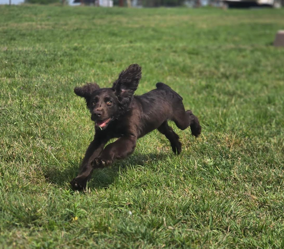 Private Puppy lessons - 45 minute session