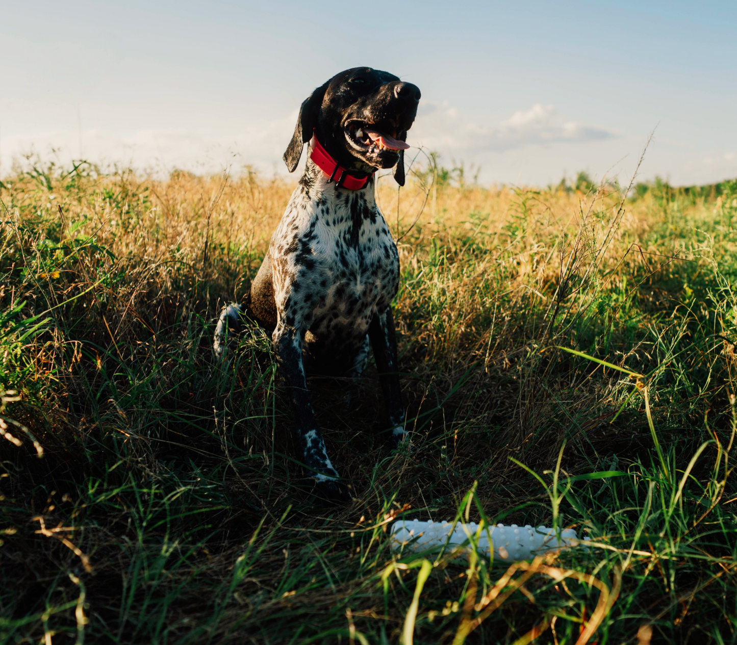 Started Gun Dog - 12 Week Program