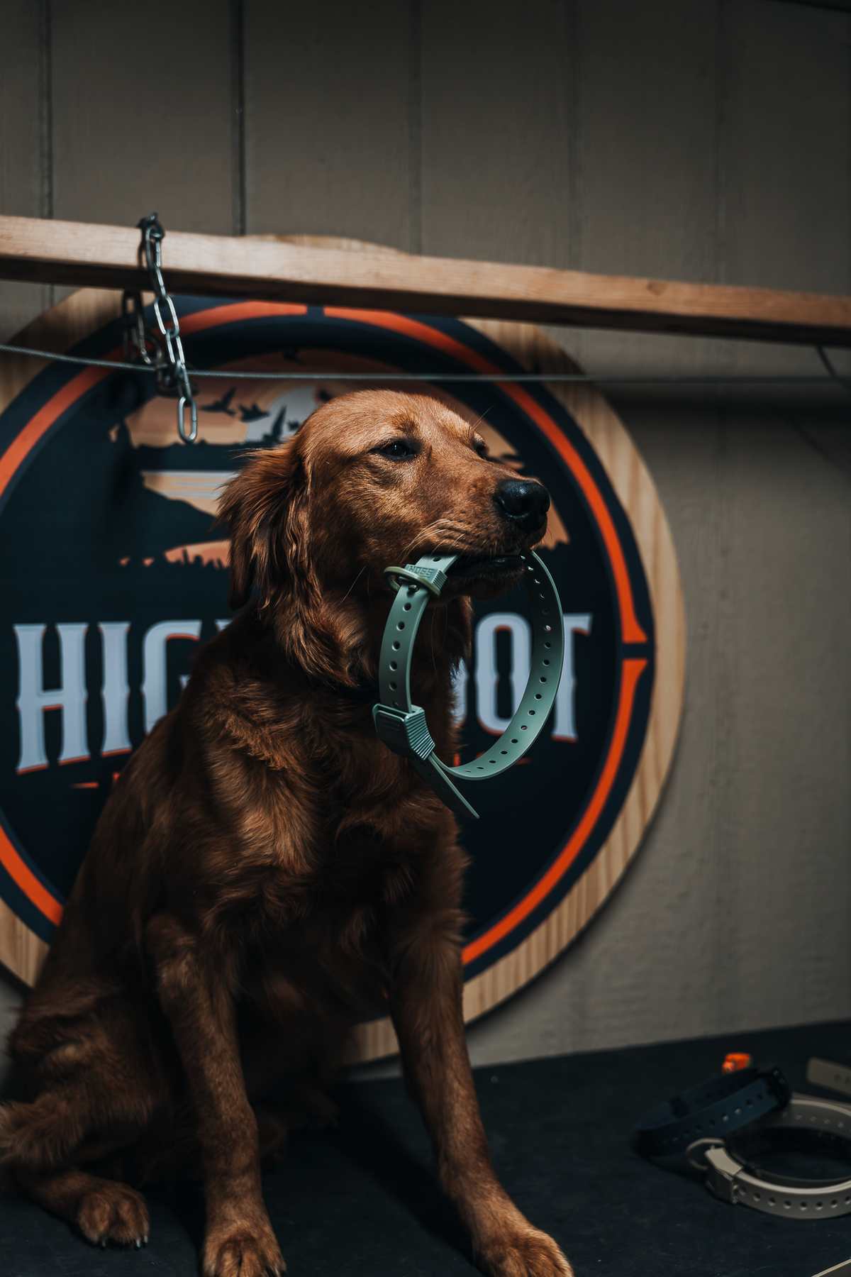 16 Week Hybrid Obedience and Retrieval