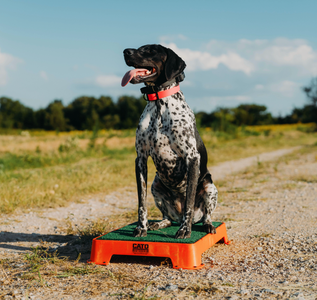 Obedience Board & Train - 3 Weeks