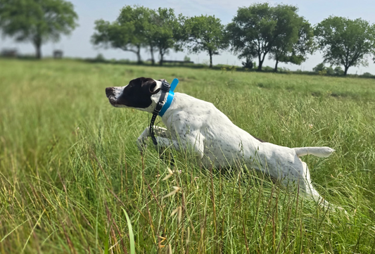 Started Gun Dog - 16 Week Program