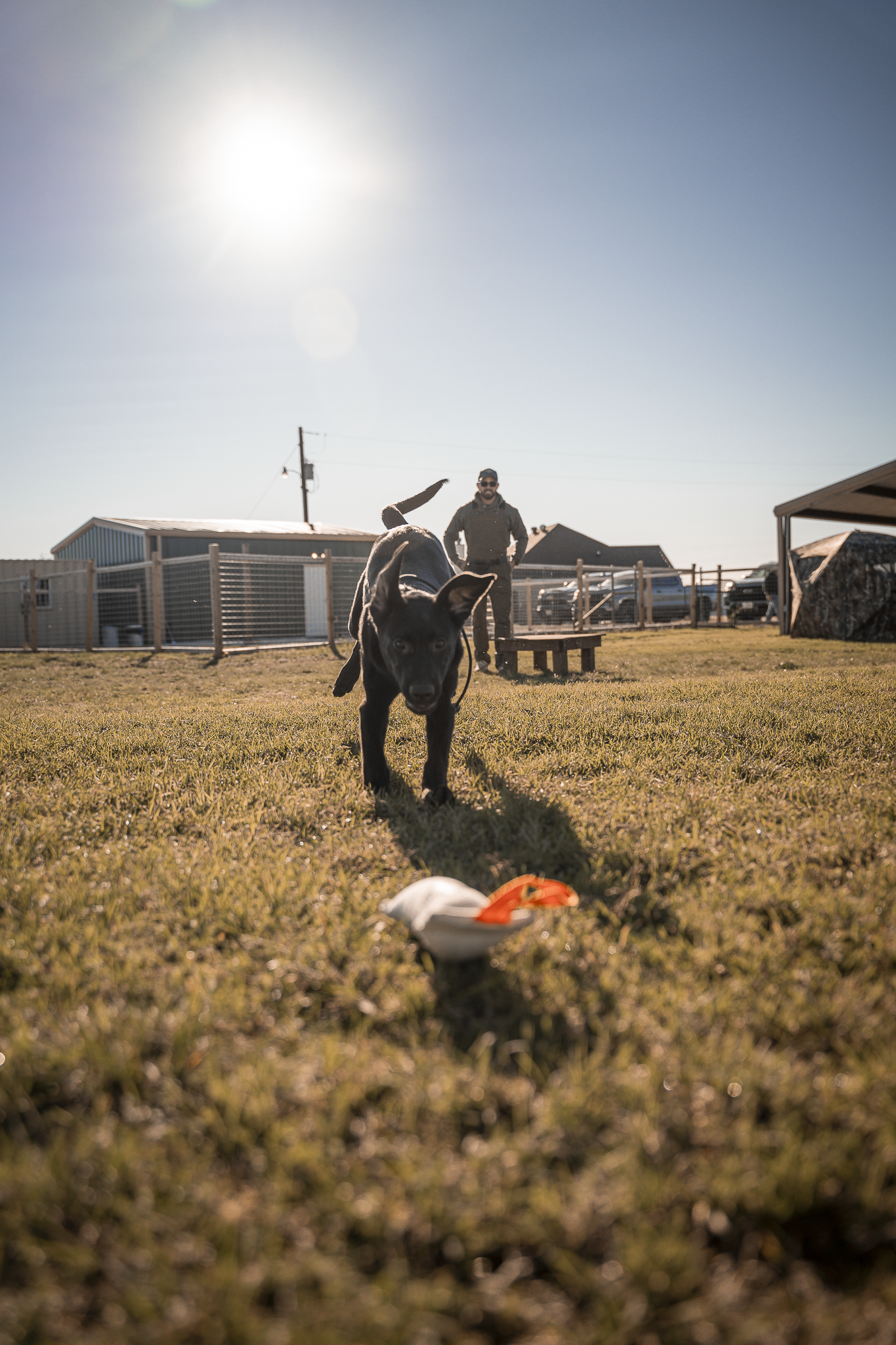 16 Week Hybrid Obedience and Retrieval