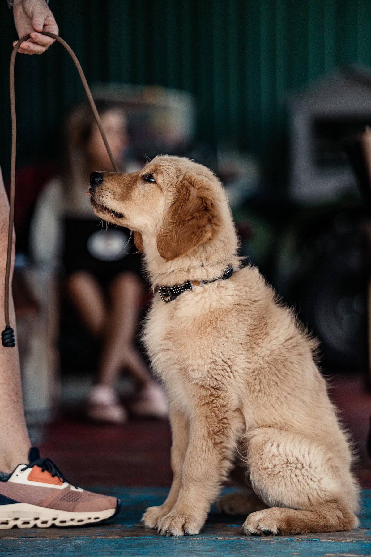 14 Day Puppy Board & Train