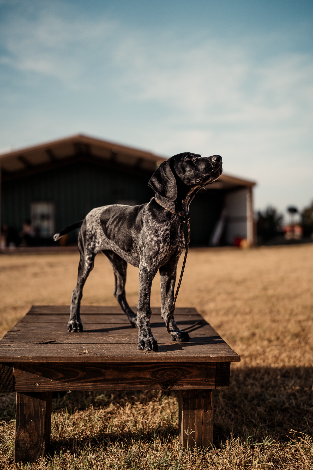 14 Day Puppy Board & Train