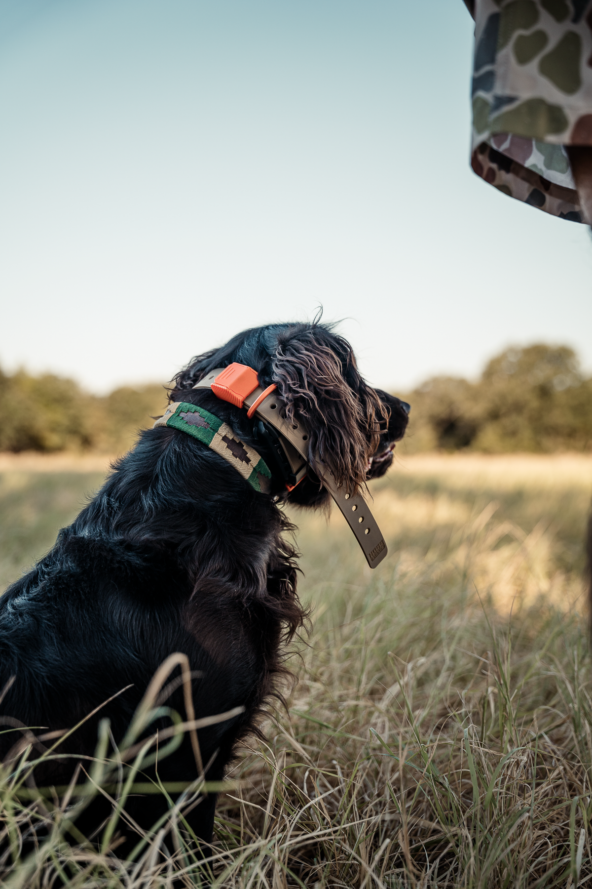 16 Week Hybrid Obedience and Retrieval
