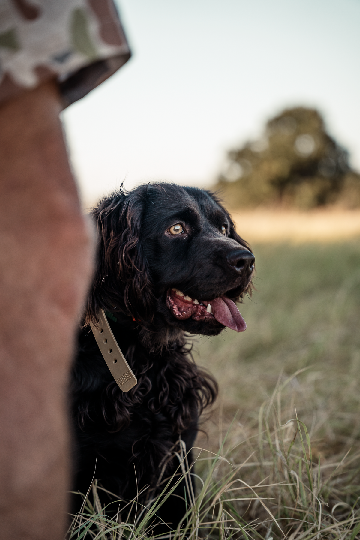 16 Week Hybrid Obedience and Retrieval