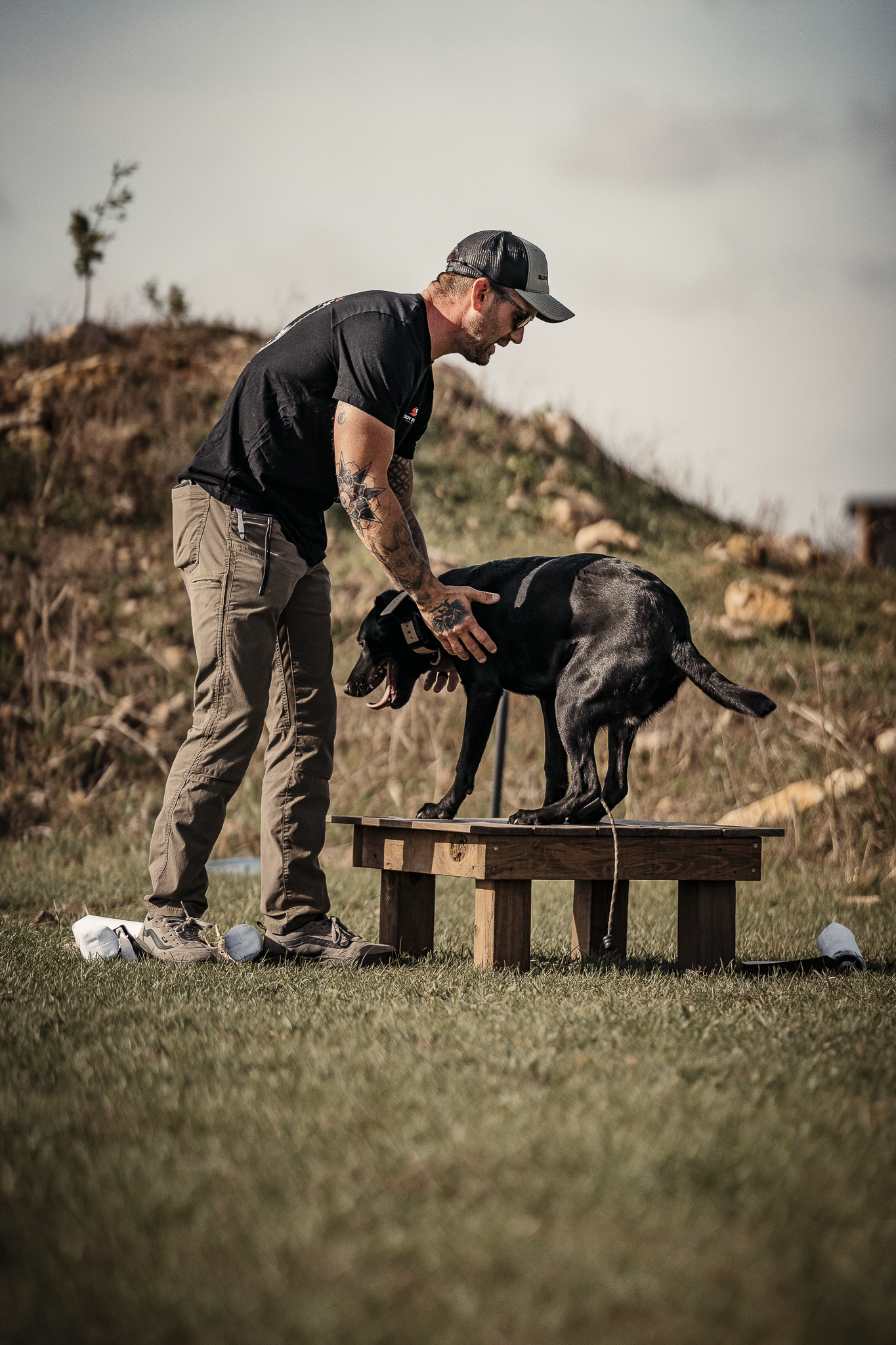 Obedience Board & Train - 4 Weeks