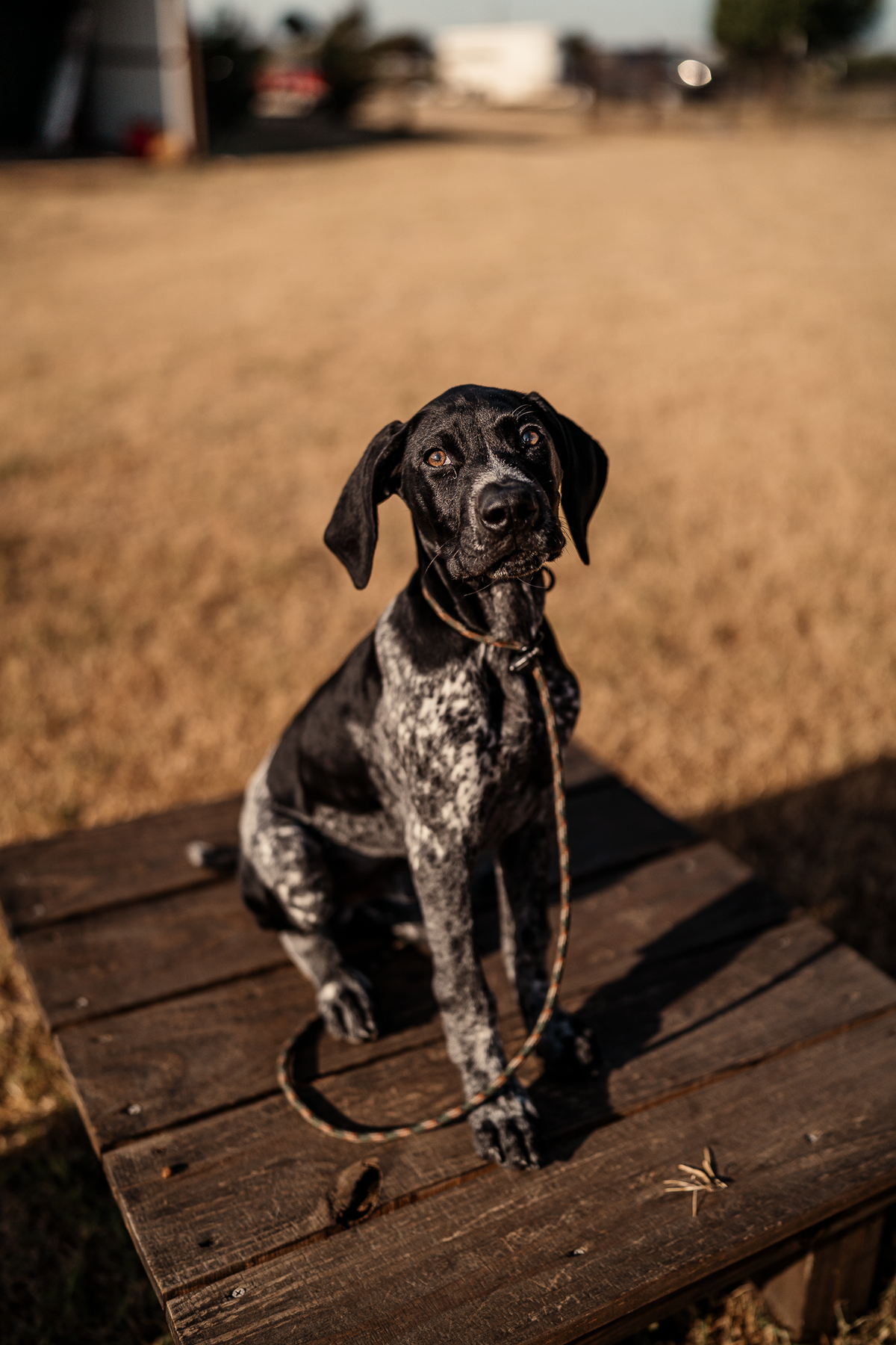 14 Day Puppy Board & Train
