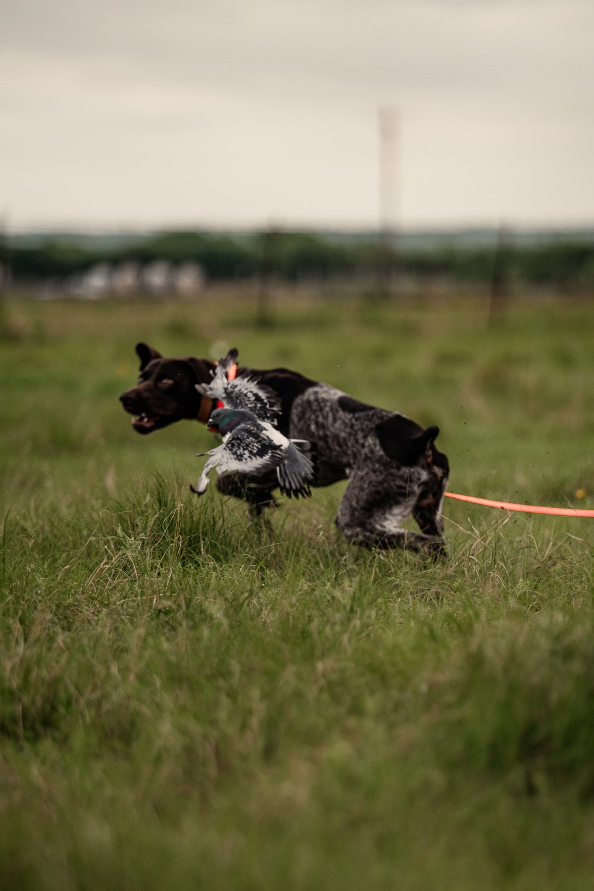 16 Week Hybrid Obedience and Retrieval