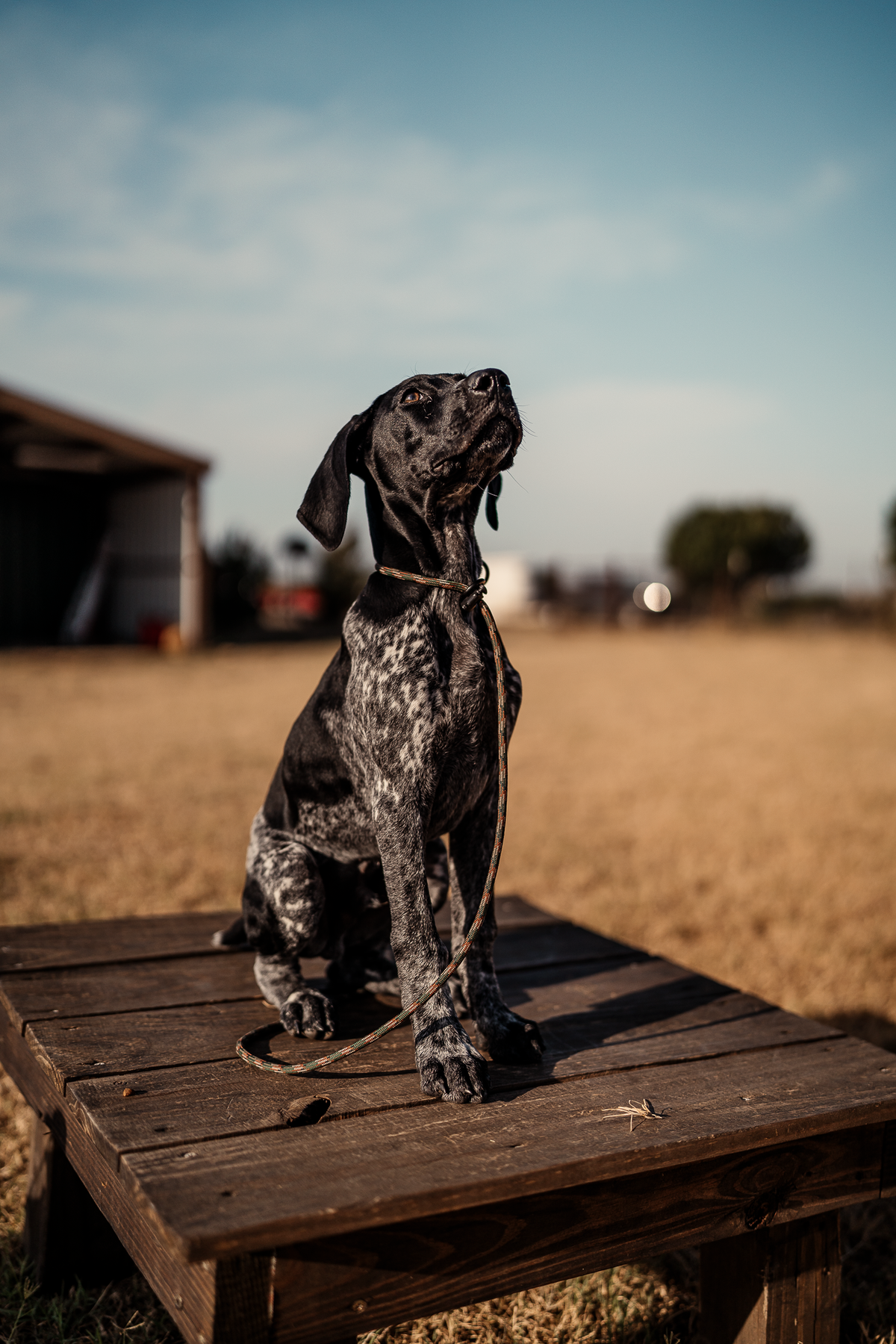 14 Day Puppy Board & Train