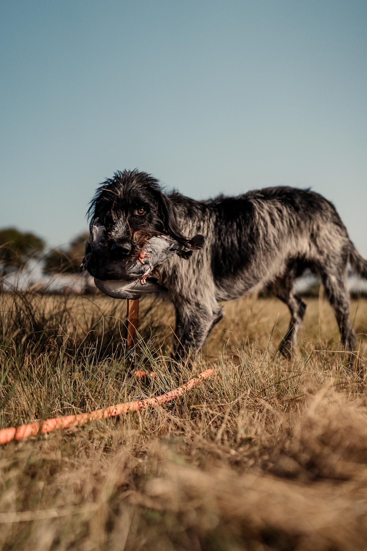 16 Week Hybrid Obedience and Retrieval