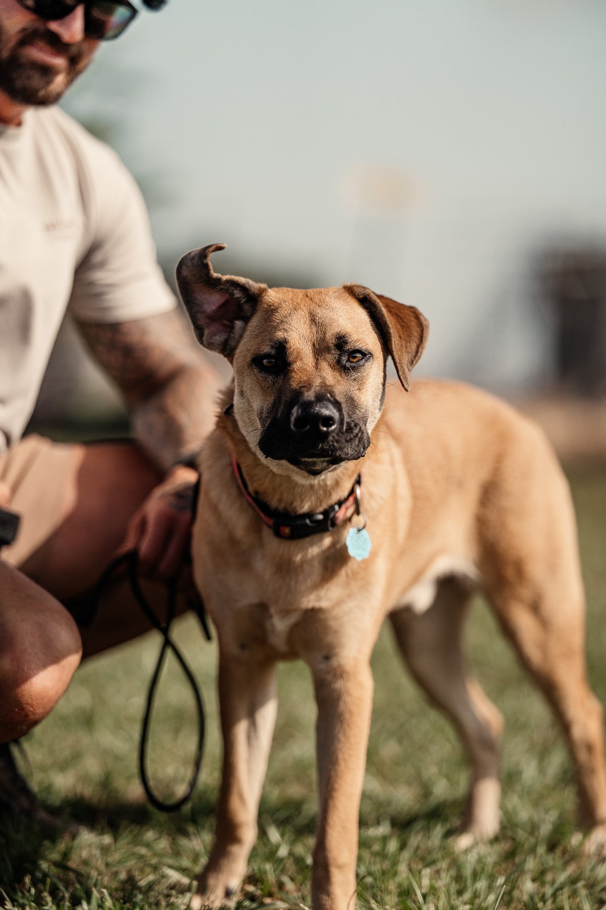 Obedience Board & Train - 4 Weeks