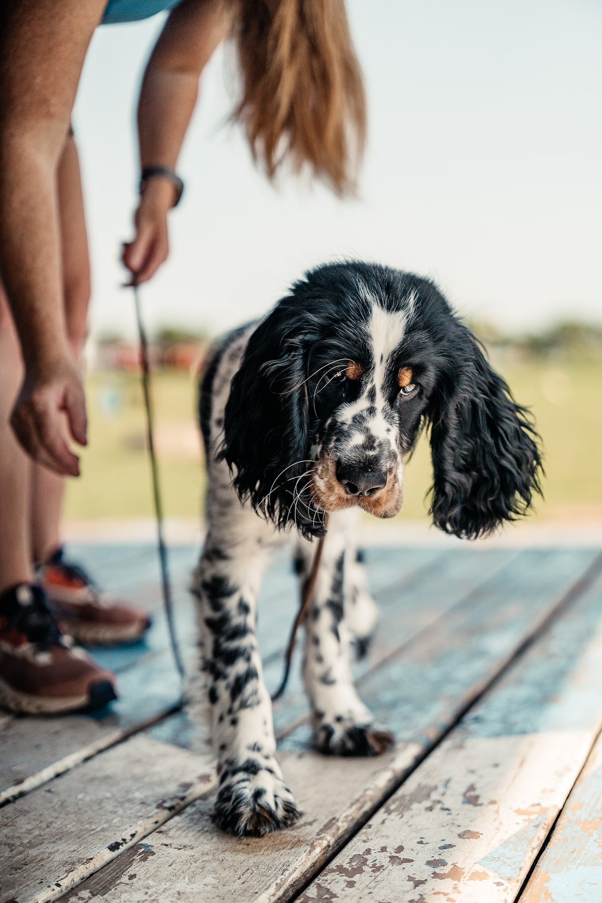 14 Day Puppy Board & Train