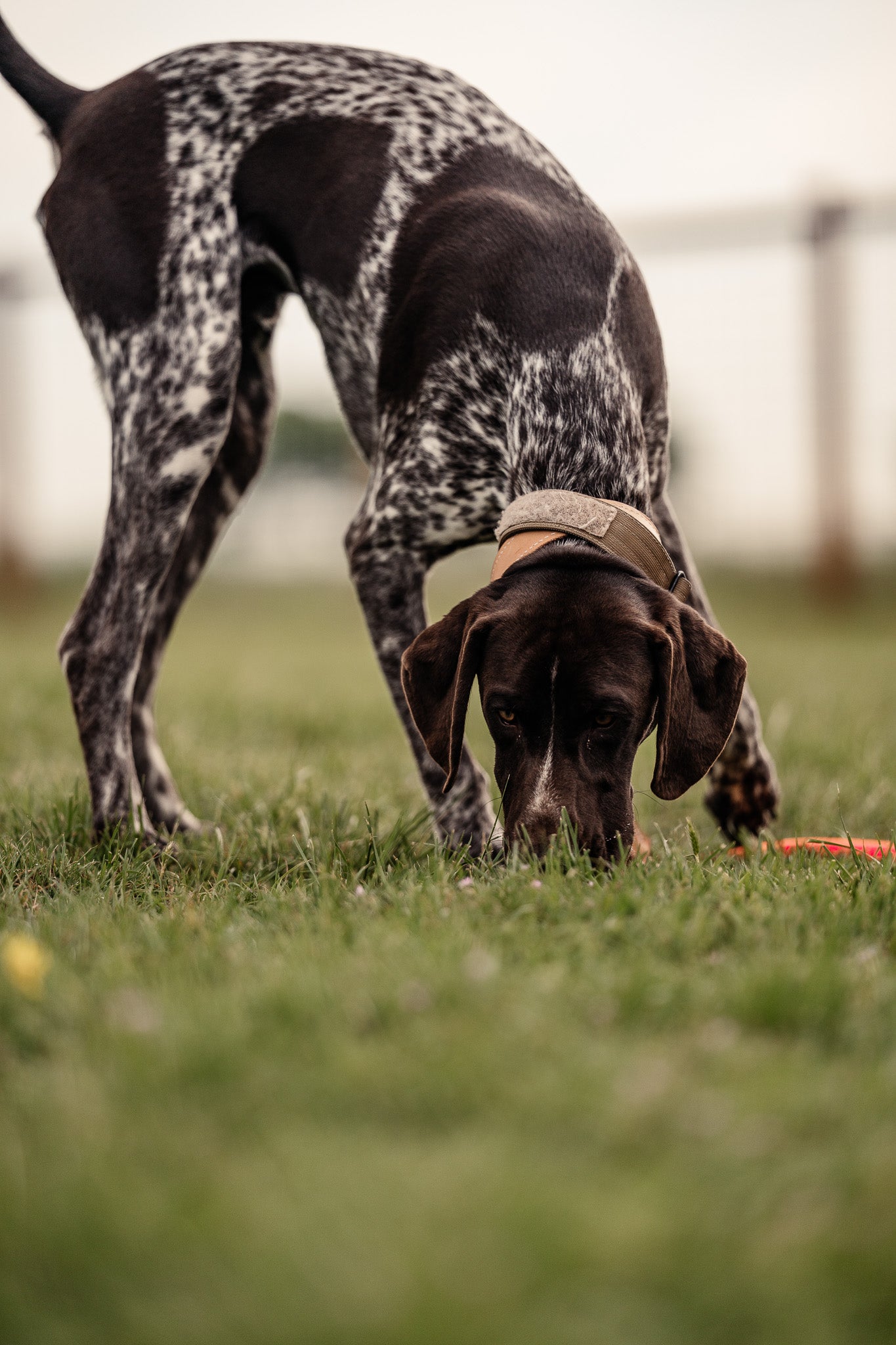 Obedience Board & Train - 4 Weeks