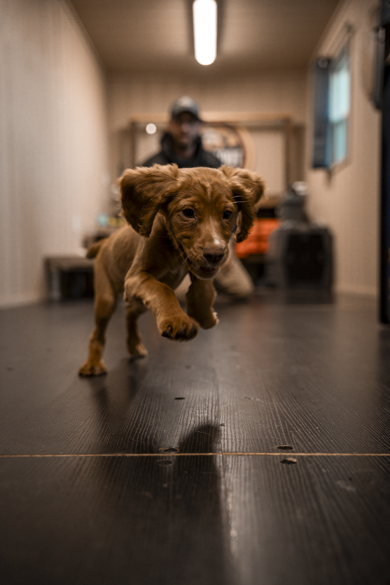 14 Day Puppy Board & Train