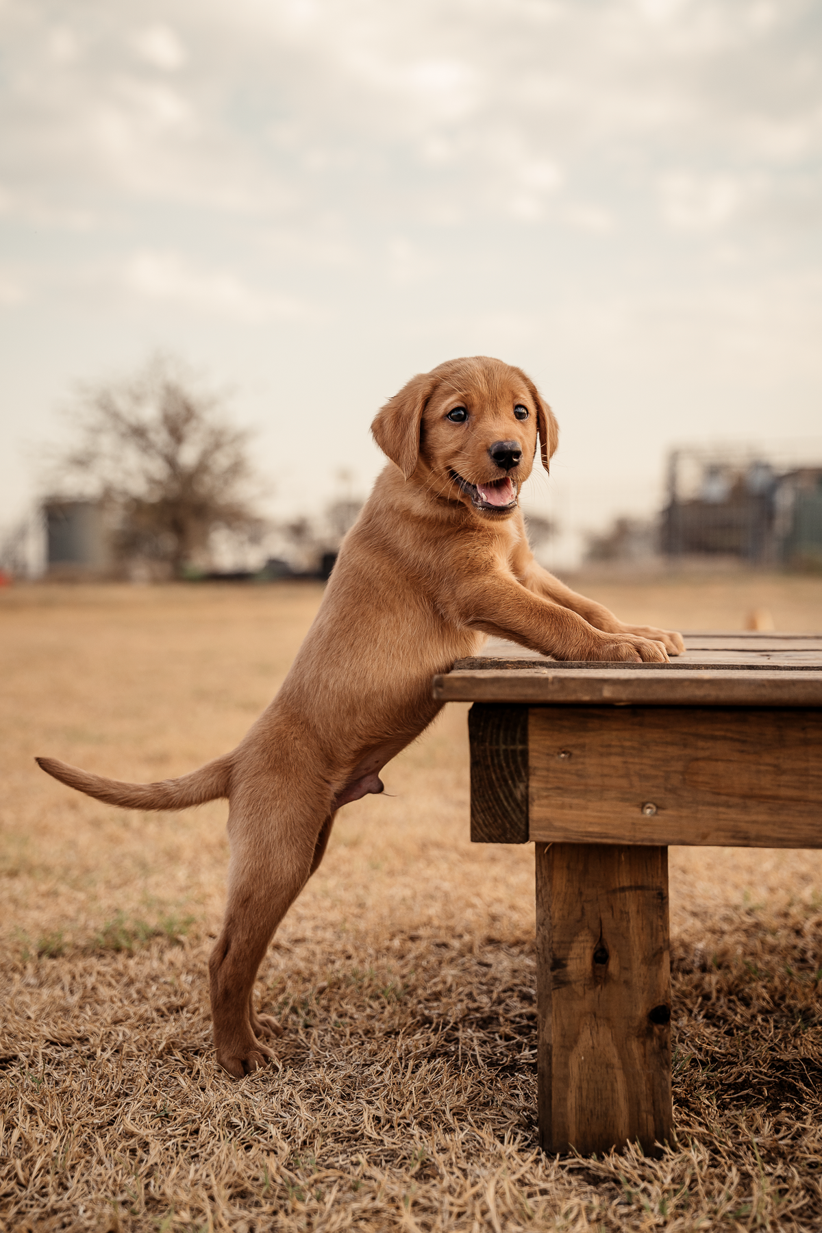14 Day Puppy Board & Train