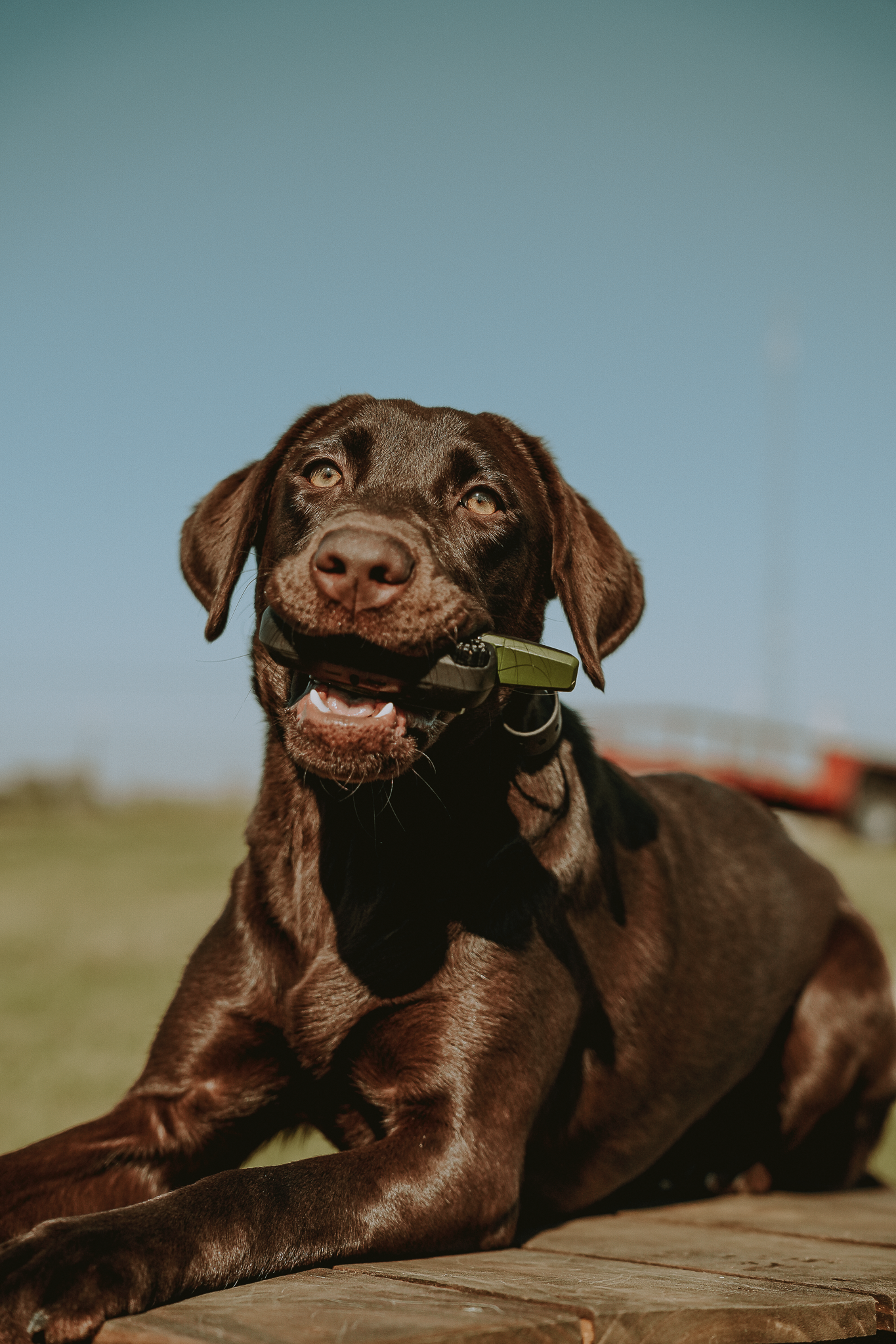 16 Week Hybrid Obedience and Retrieval
