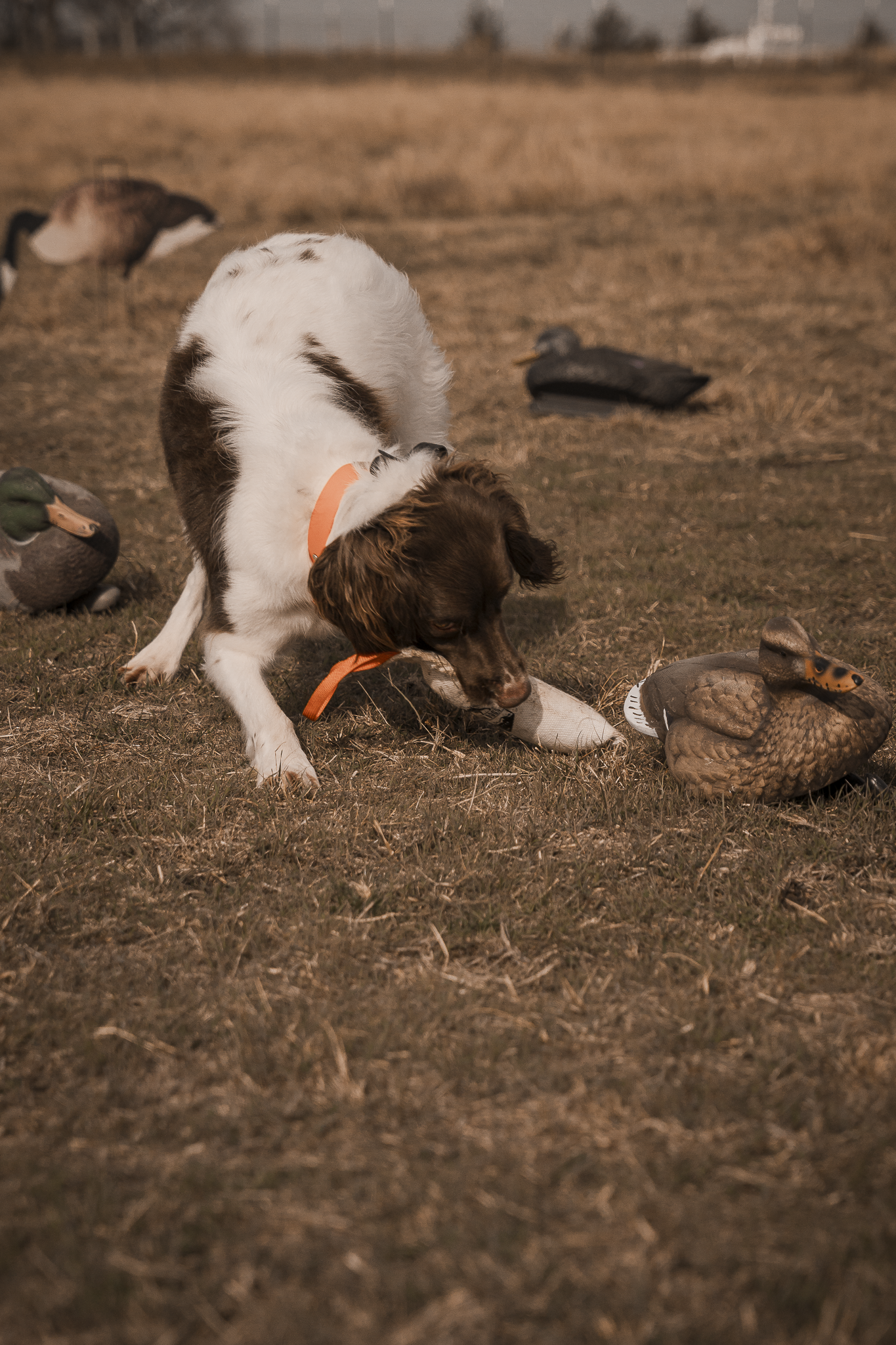 16 Week Hybrid Obedience and Retrieval