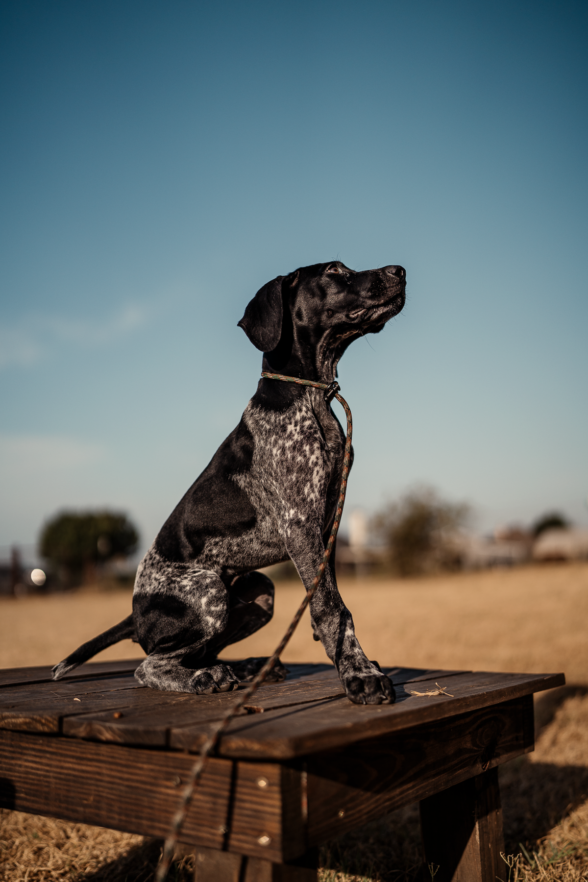 14 Day Puppy Board & Train