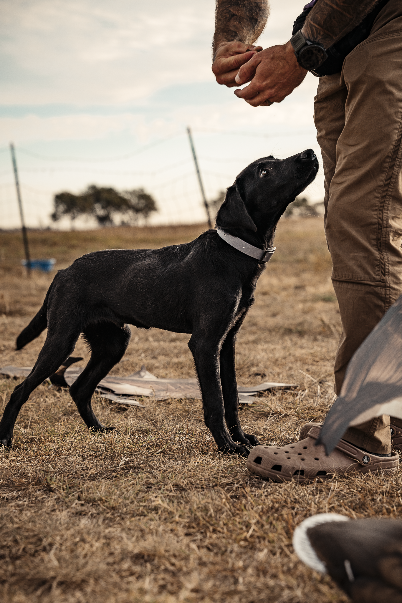 16 Week Started Gun Dog Program