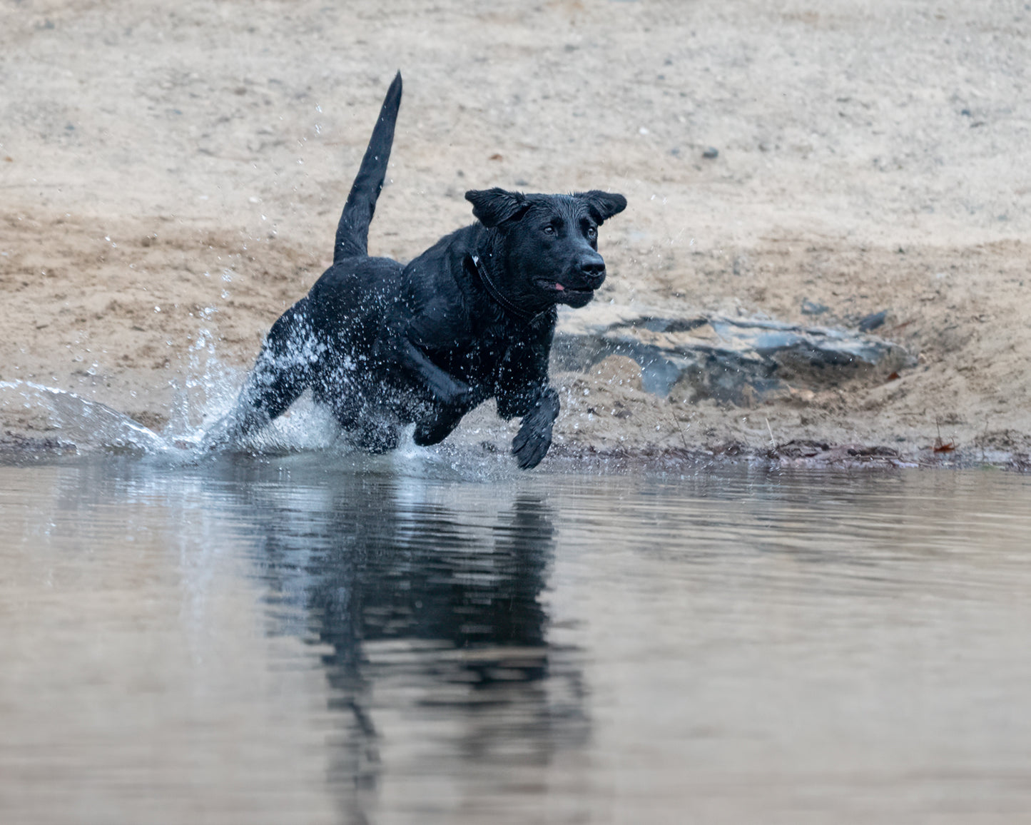 16 Week Hybrid Obedience and Retrieval