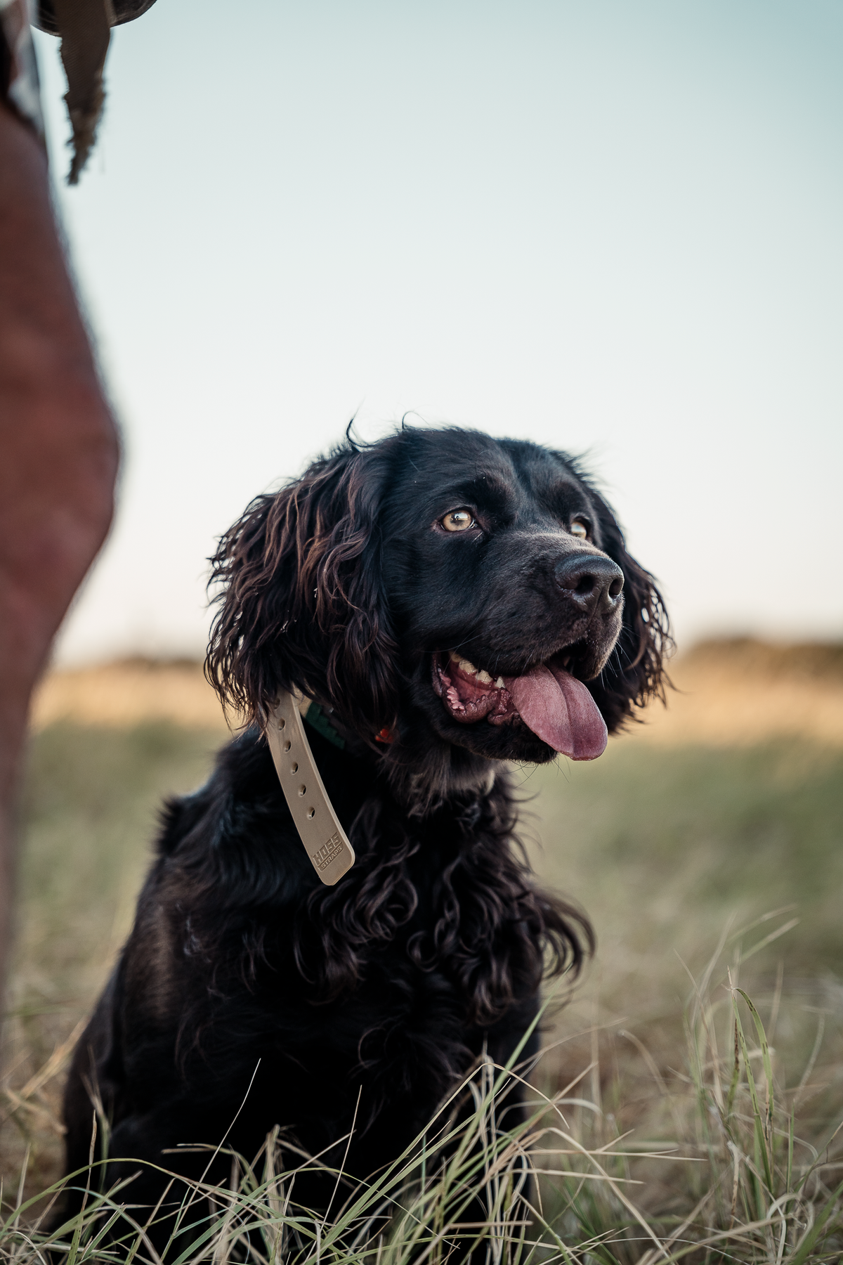 16 Week Hybrid Obedience and Retrieval
