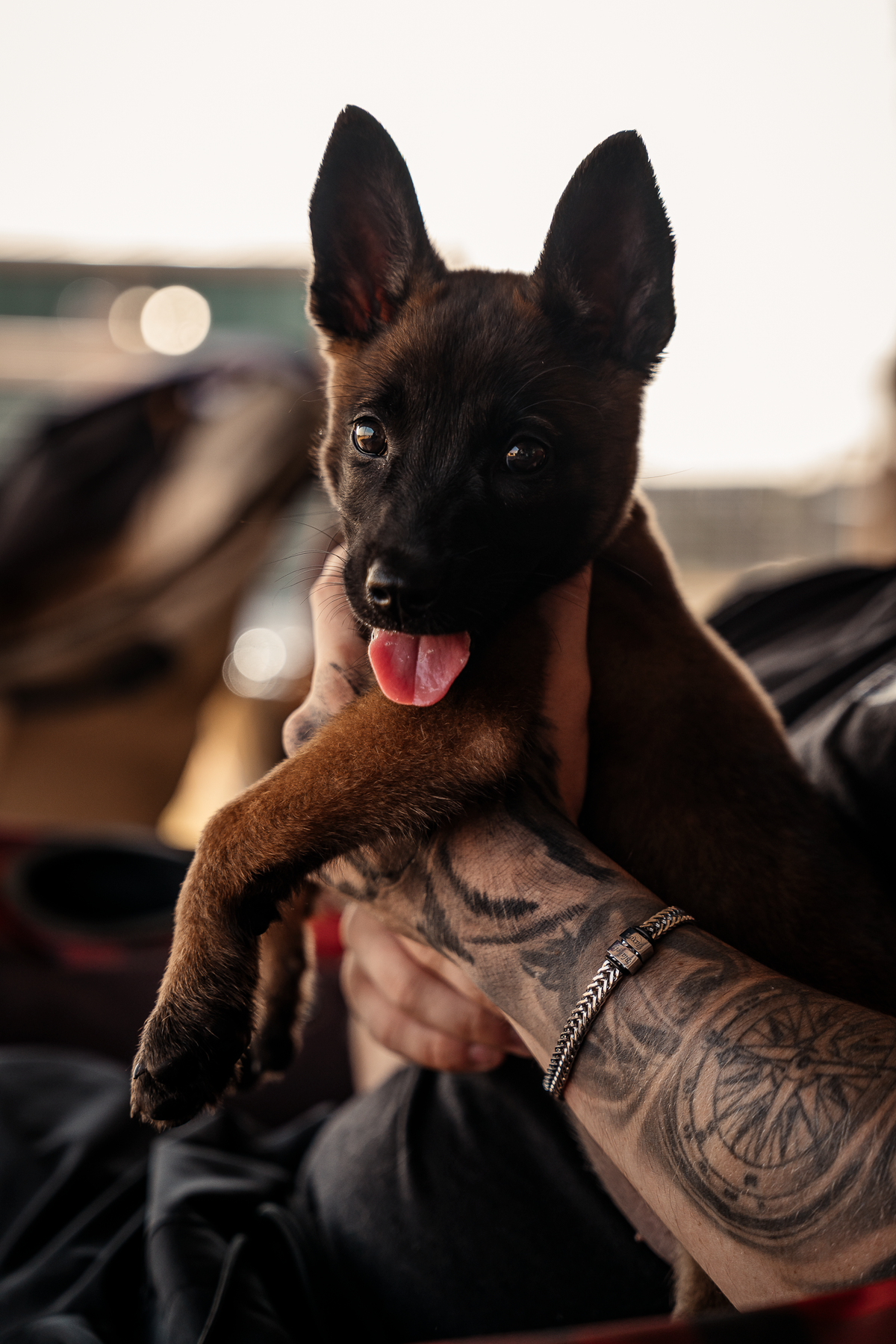 14 Day Puppy Board & Train