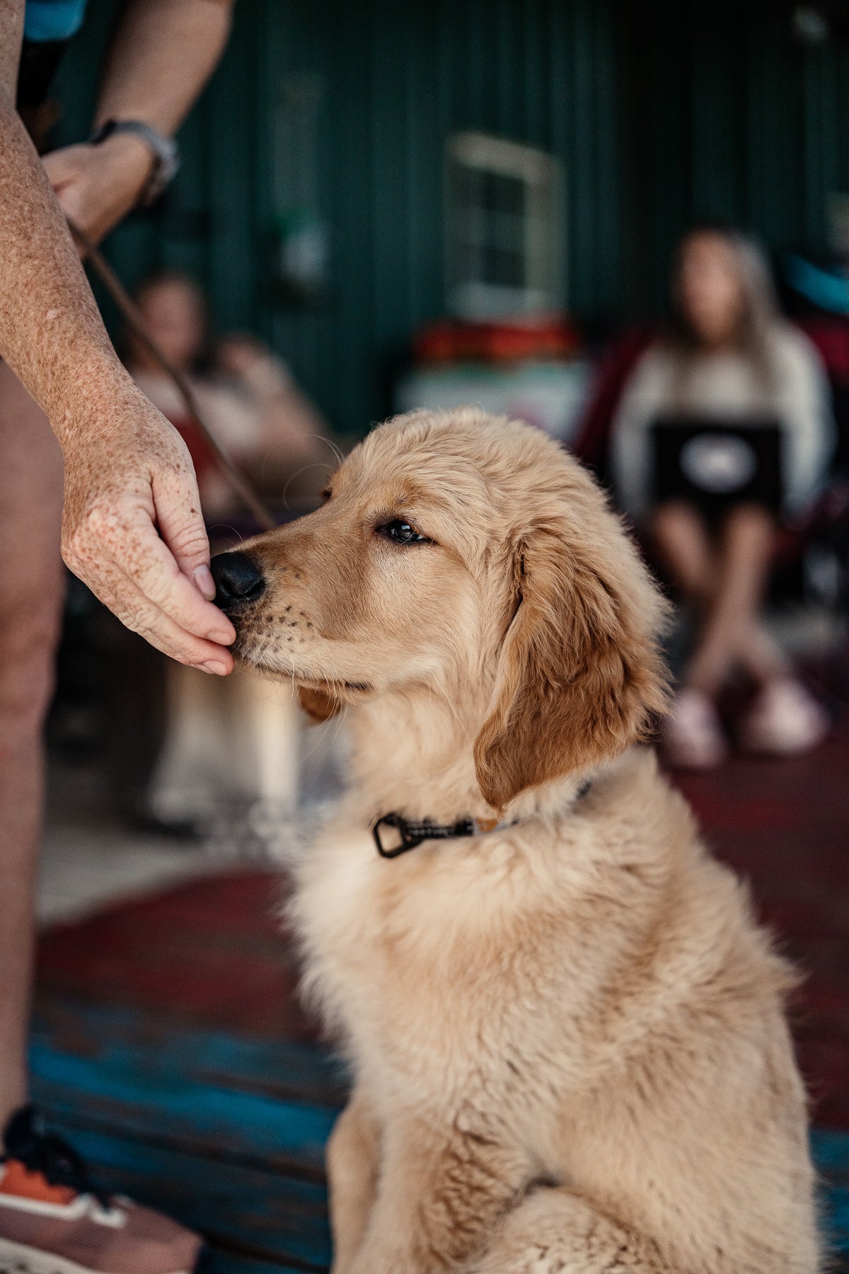 14 Day Puppy Board & Train