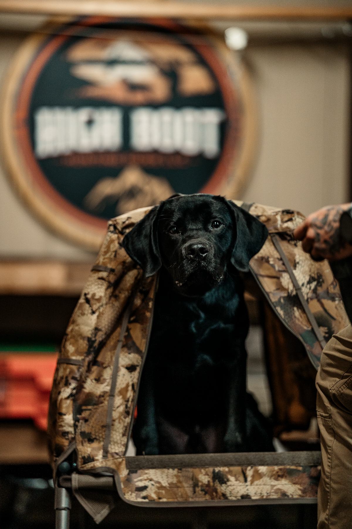 14 Day Puppy Board & Train