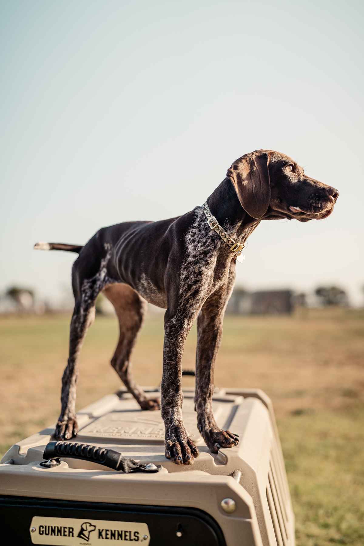 Obedience Board & Train - 4 Weeks