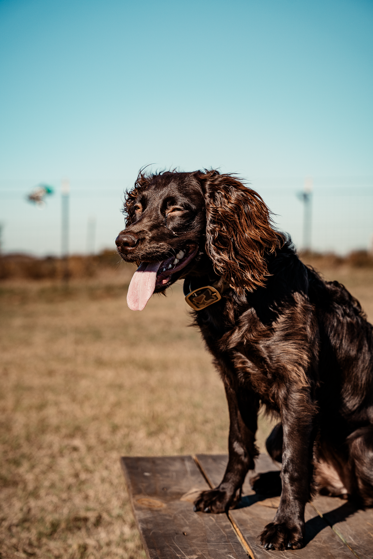 16 Week Hybrid Obedience and Retrieval