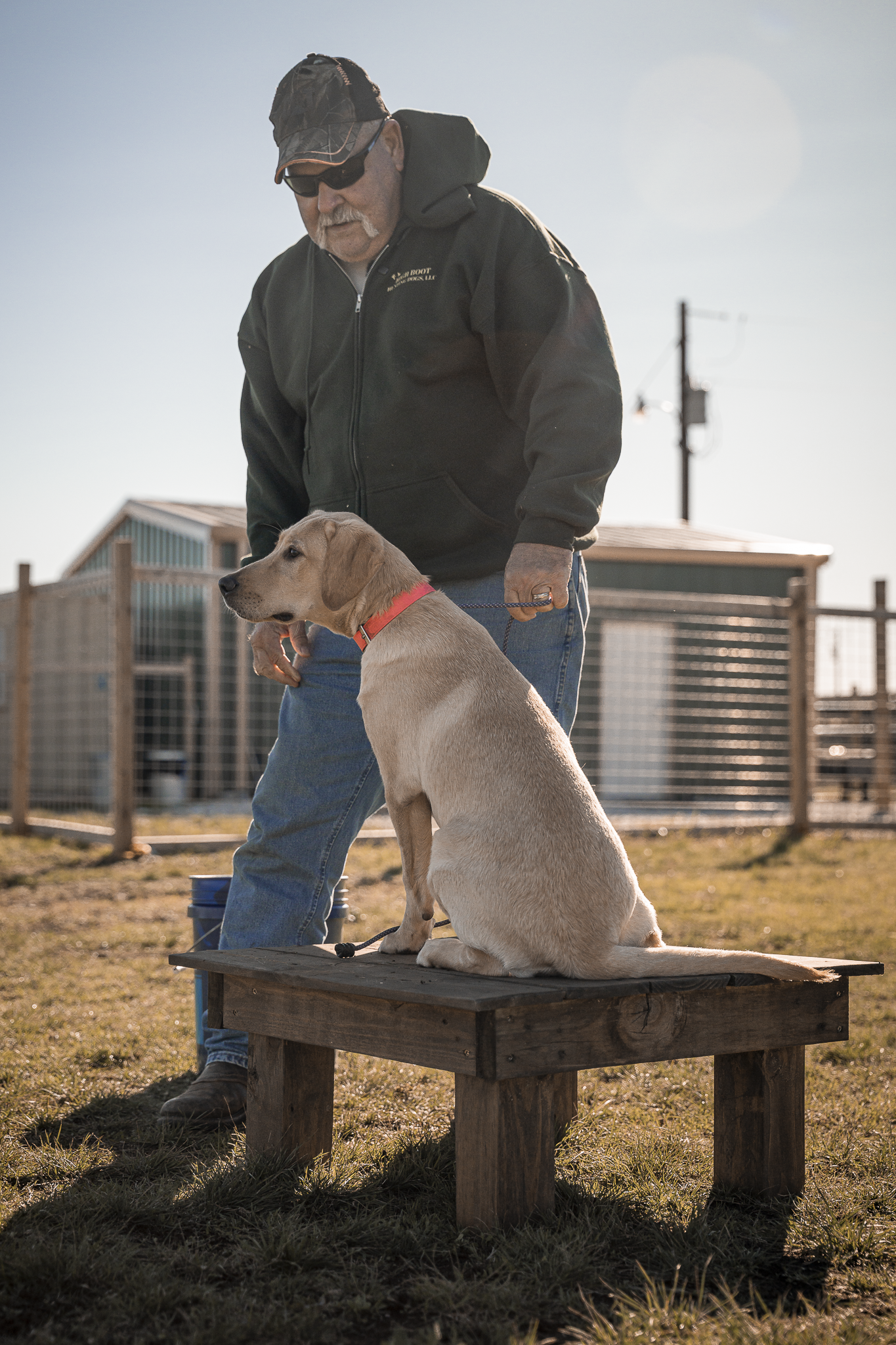 Obedience Board & Train - 3 Weeks