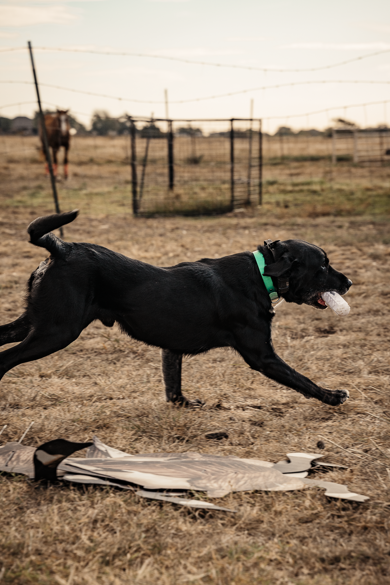 16 Week Started Gun Dog Program