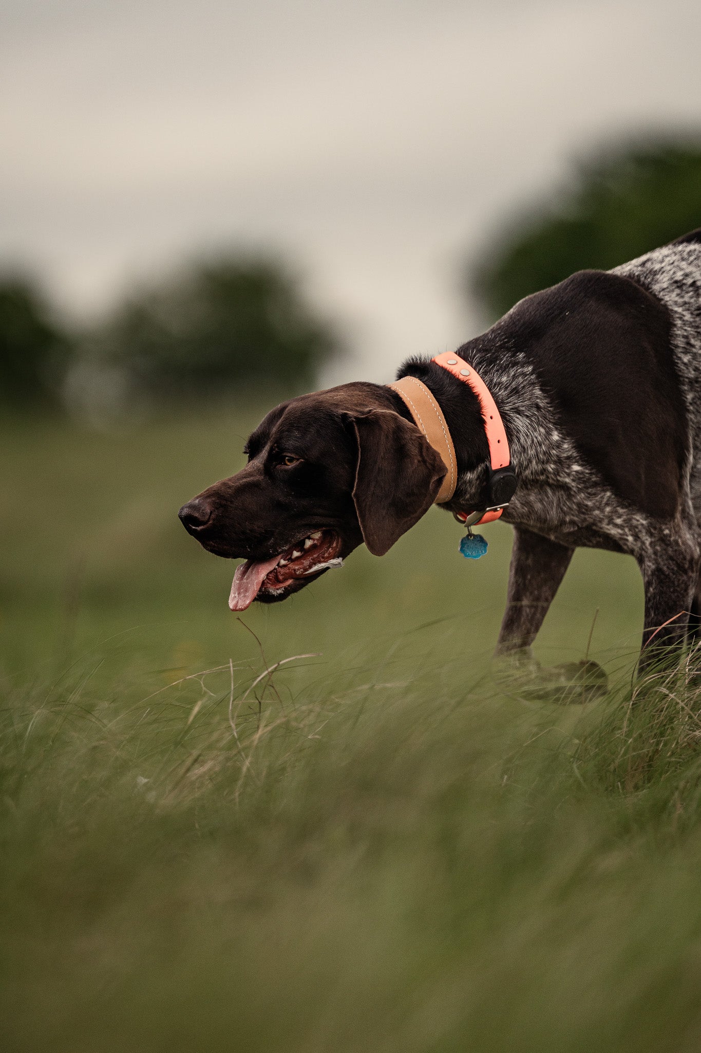 Obedience Board & Train - 4 Weeks