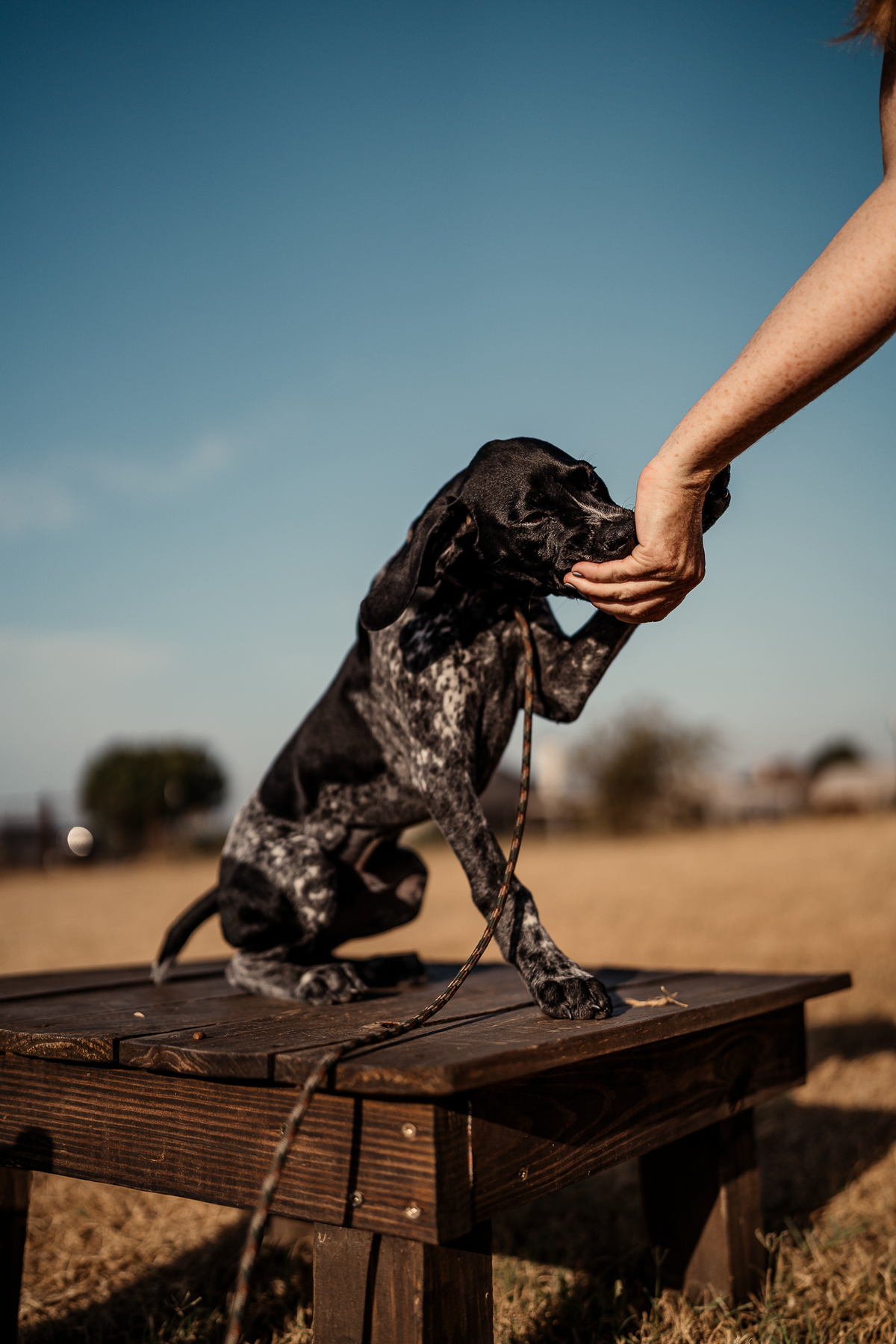 14 Day Puppy Board & Train