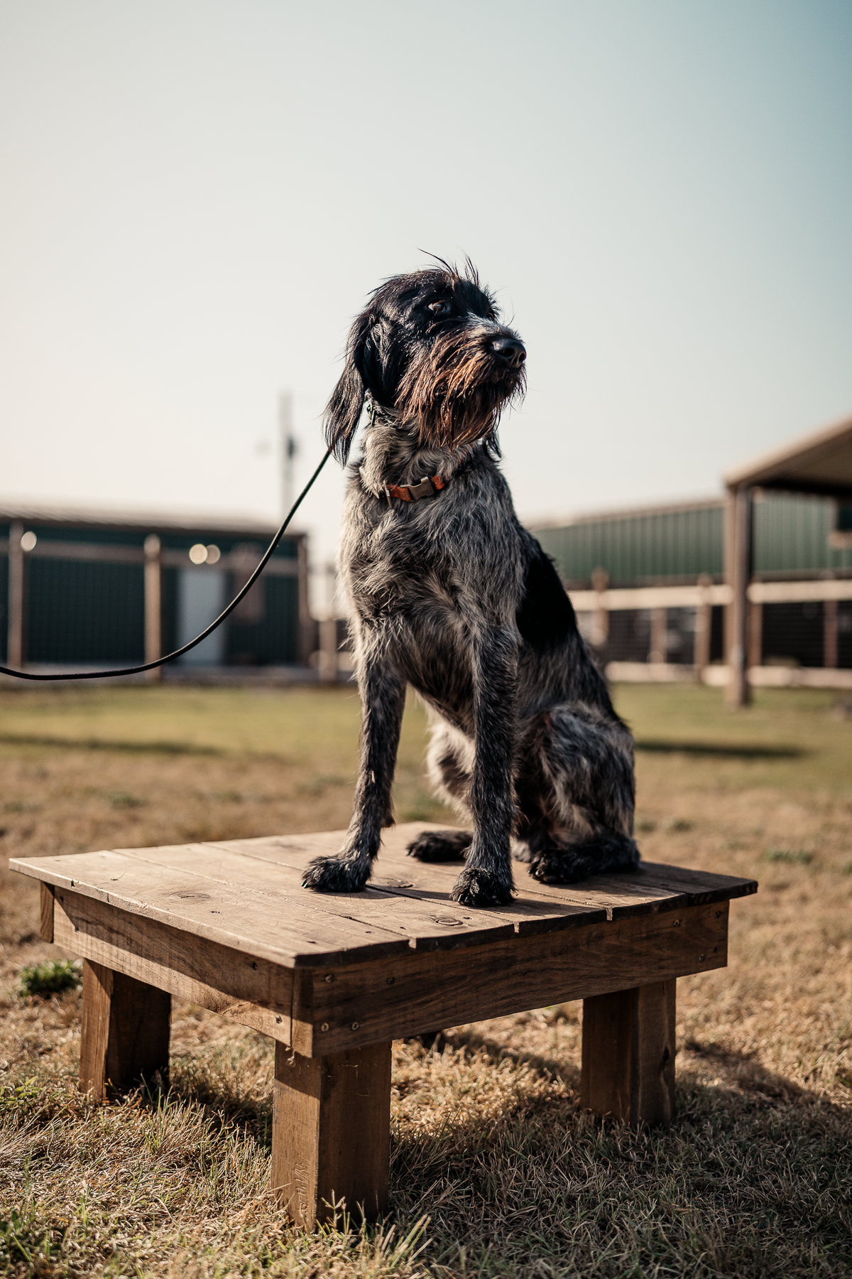 16 Week Hybrid Obedience and Retrieval