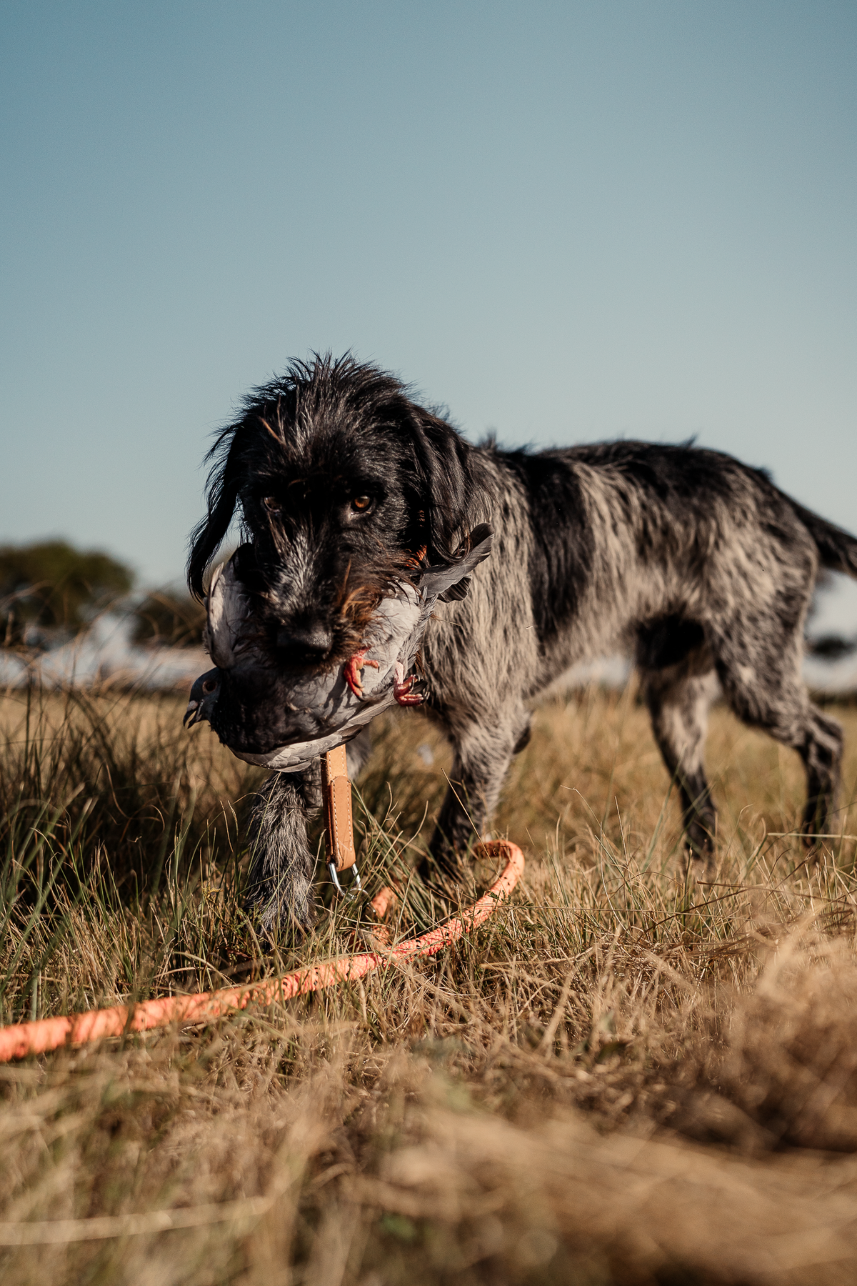 16 Week Hybrid Obedience and Retrieval