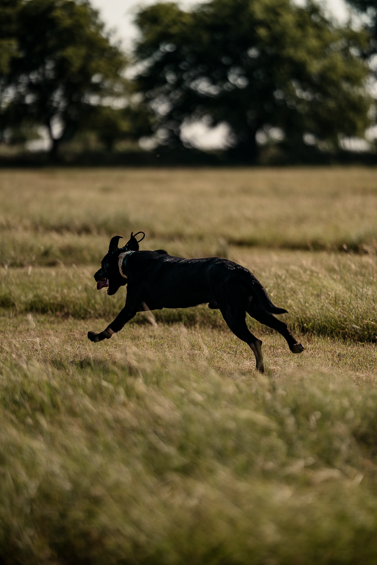 16 Week Hybrid Obedience and Retrieval