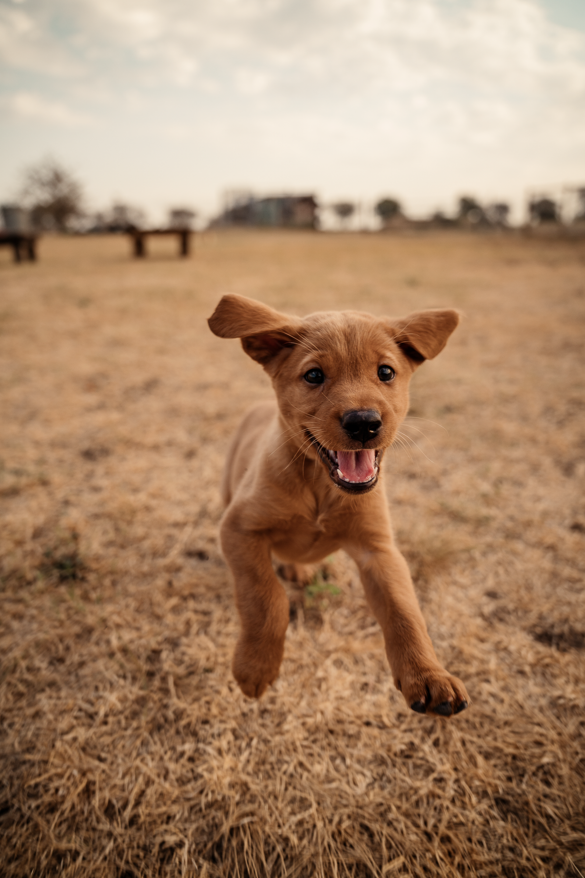 14 Day Puppy Board & Train