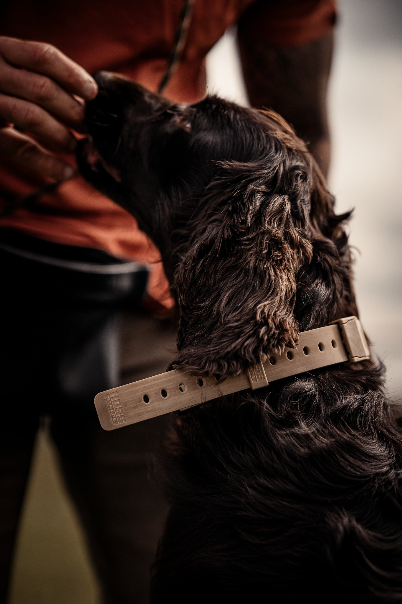 Obedience Board & Train - 4 Weeks
