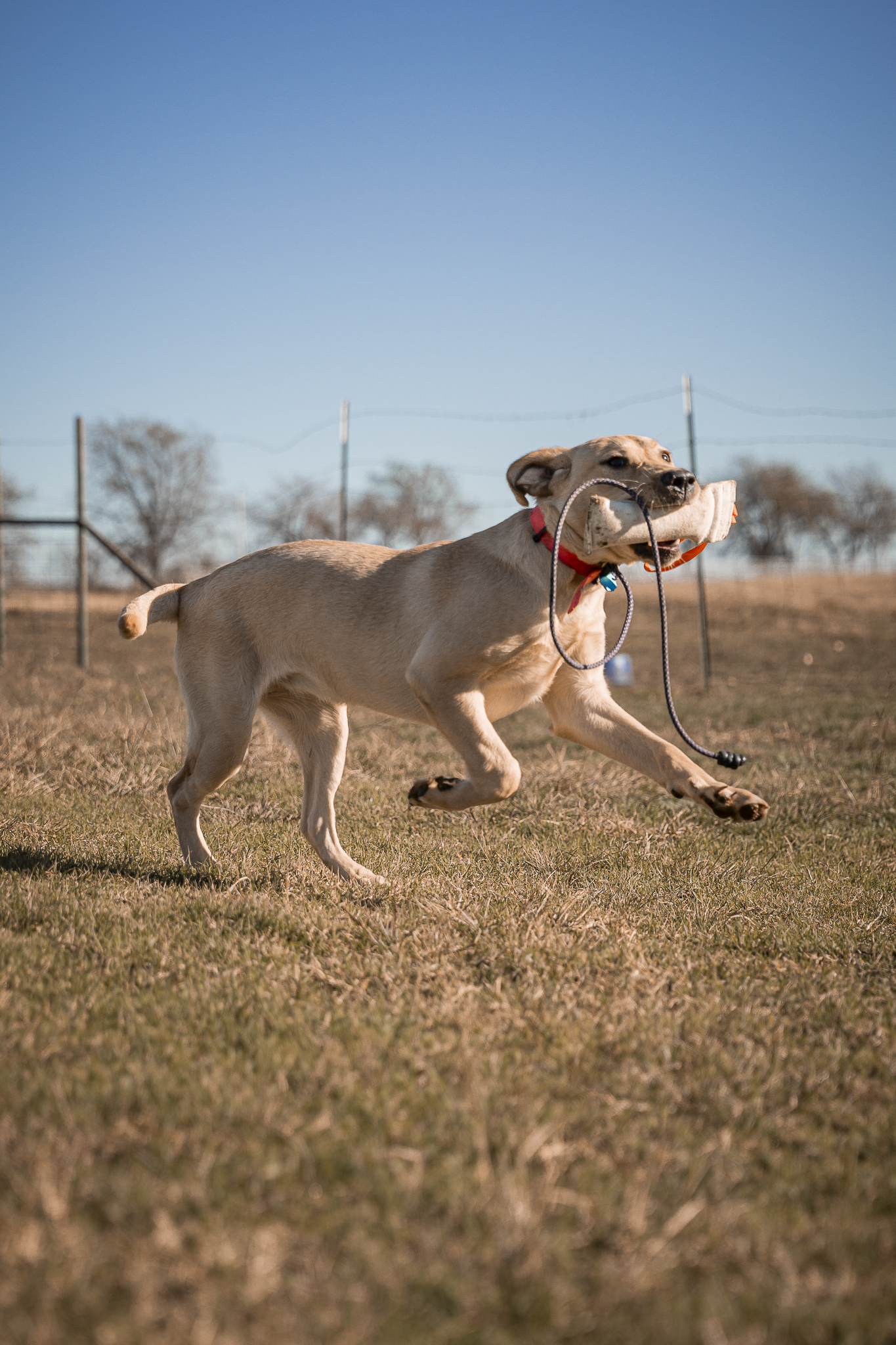 16 Week Hybrid Obedience and Retrieval