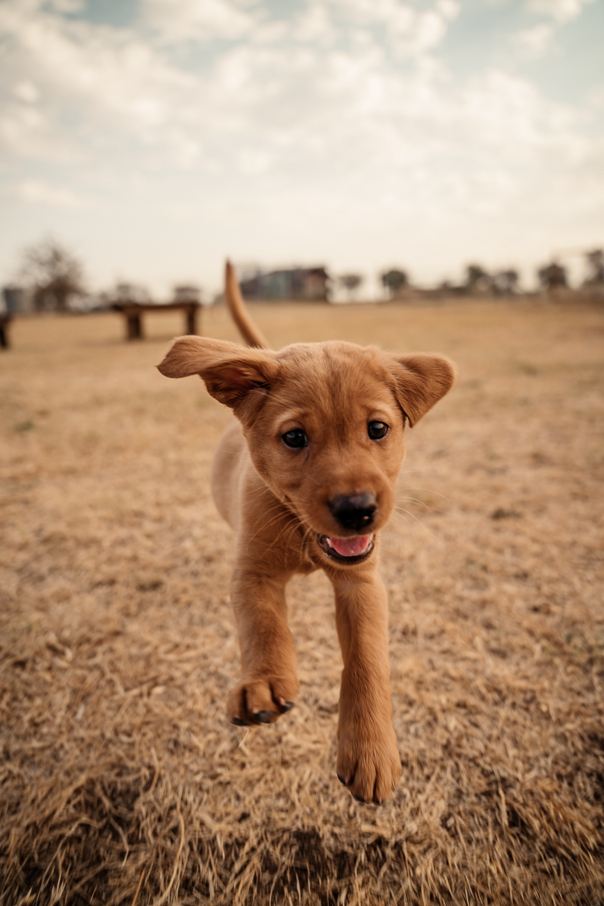 14 Day Puppy Board & Train