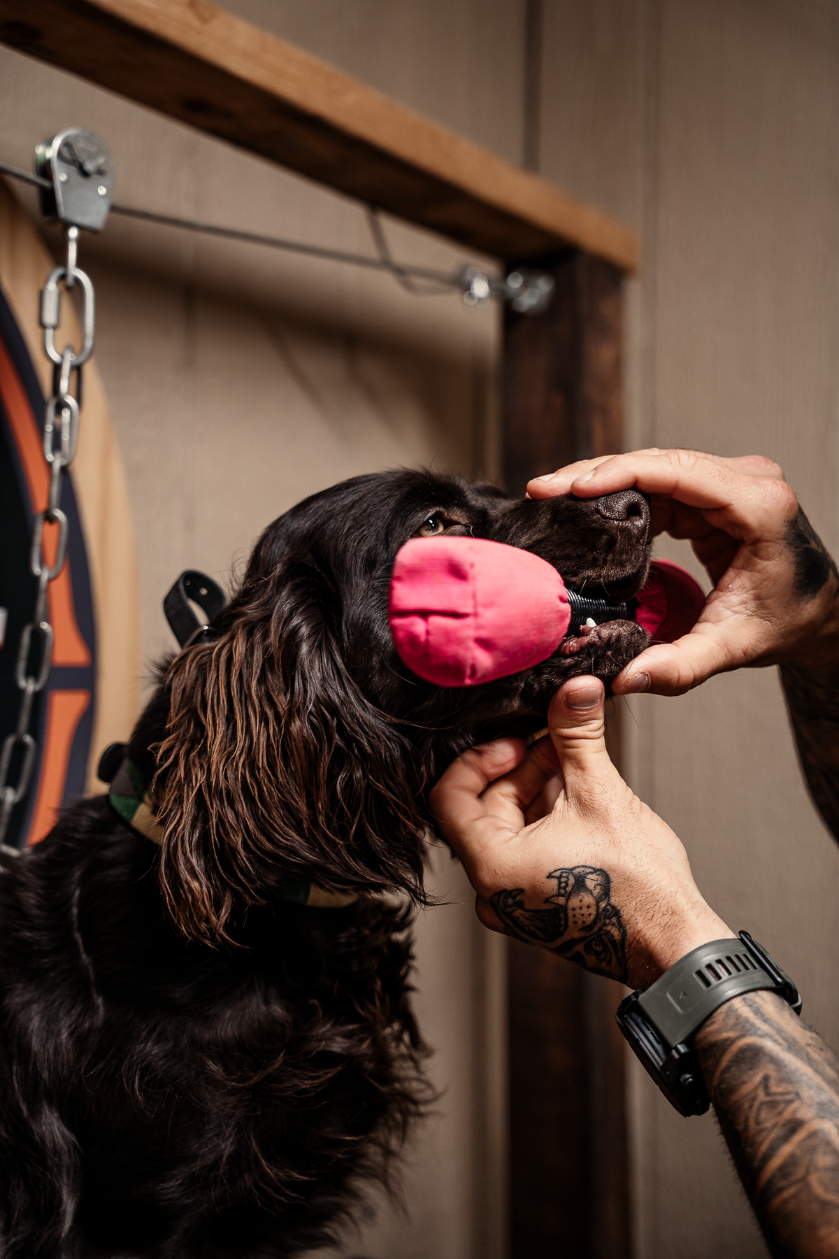 16 Week Hybrid Obedience and Retrieval
