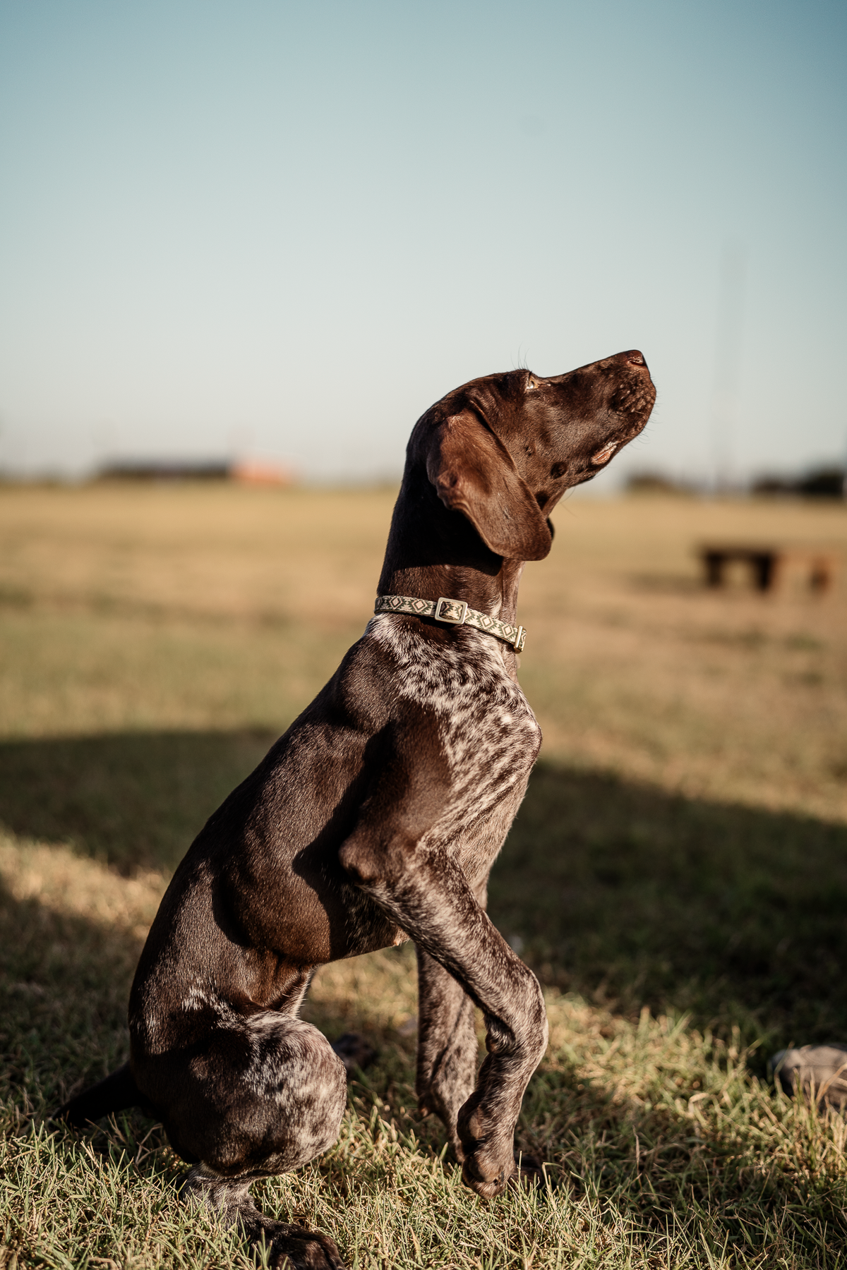 14 Day Puppy Board & Train