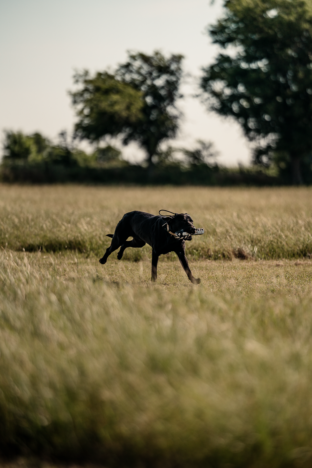 16 Week Hybrid Obedience and Retrieval