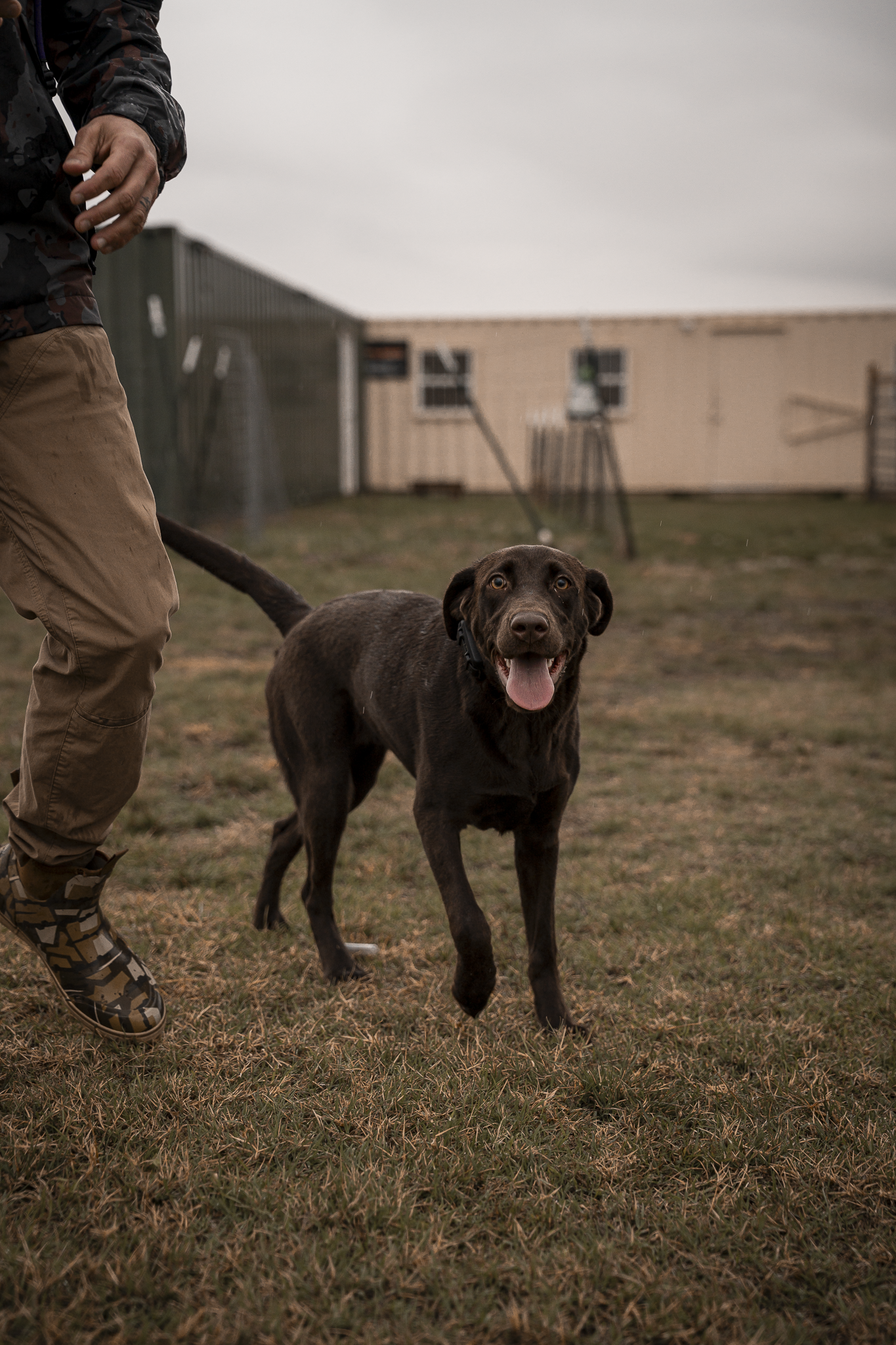 16 Week Hybrid Obedience and Retrieval