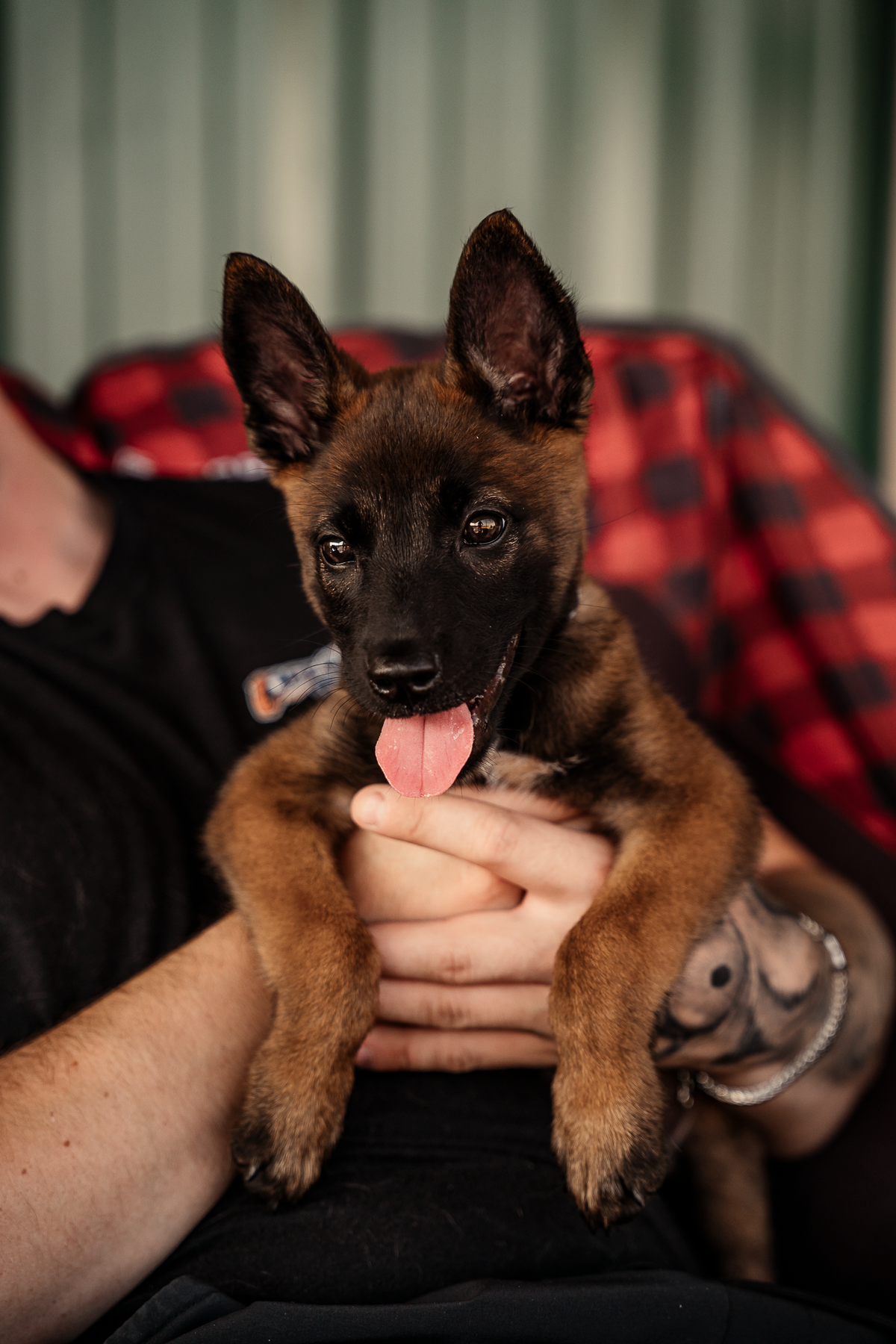14 Day Puppy Board & Train