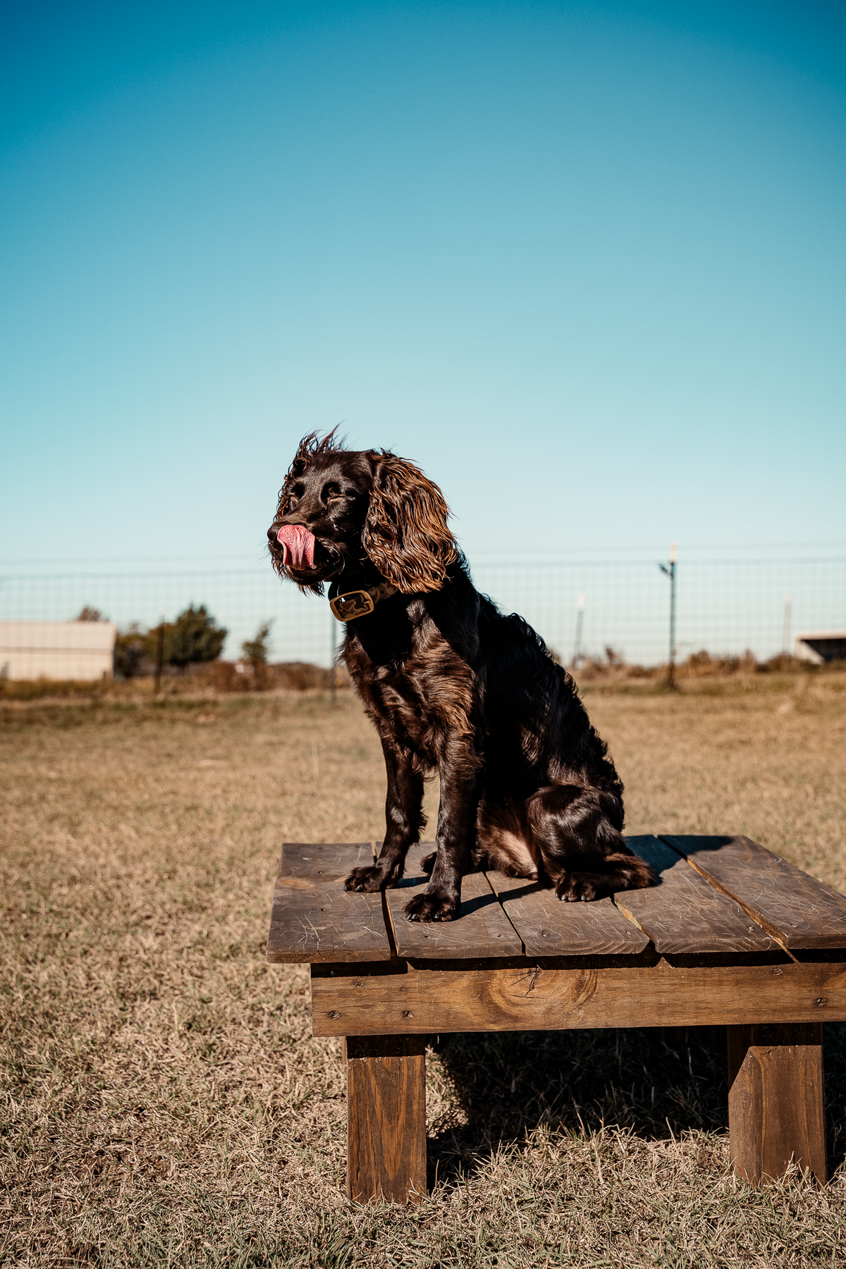 14 Day Puppy Board & Train