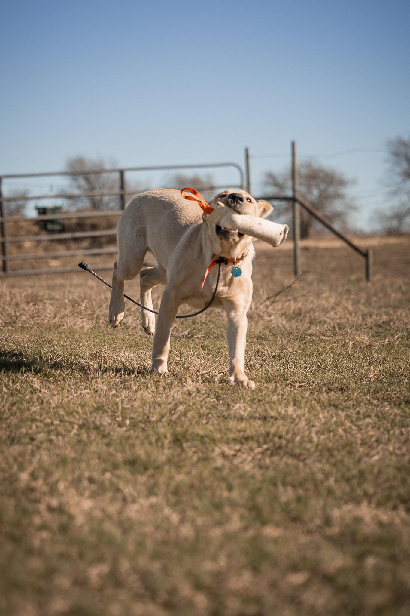 14 Day Puppy Board & Train